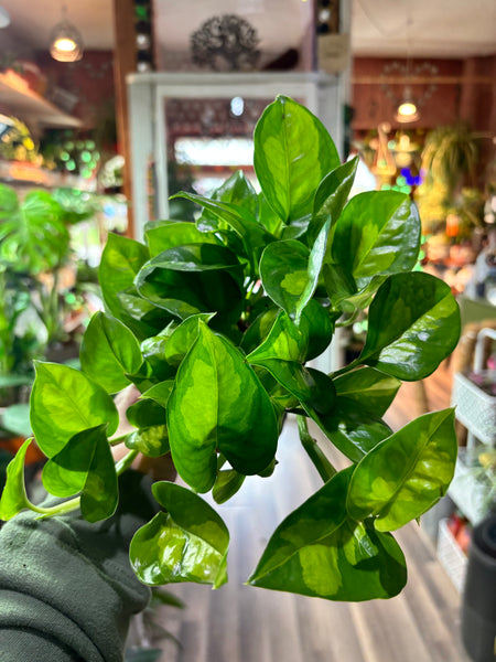 Global Green Pothos