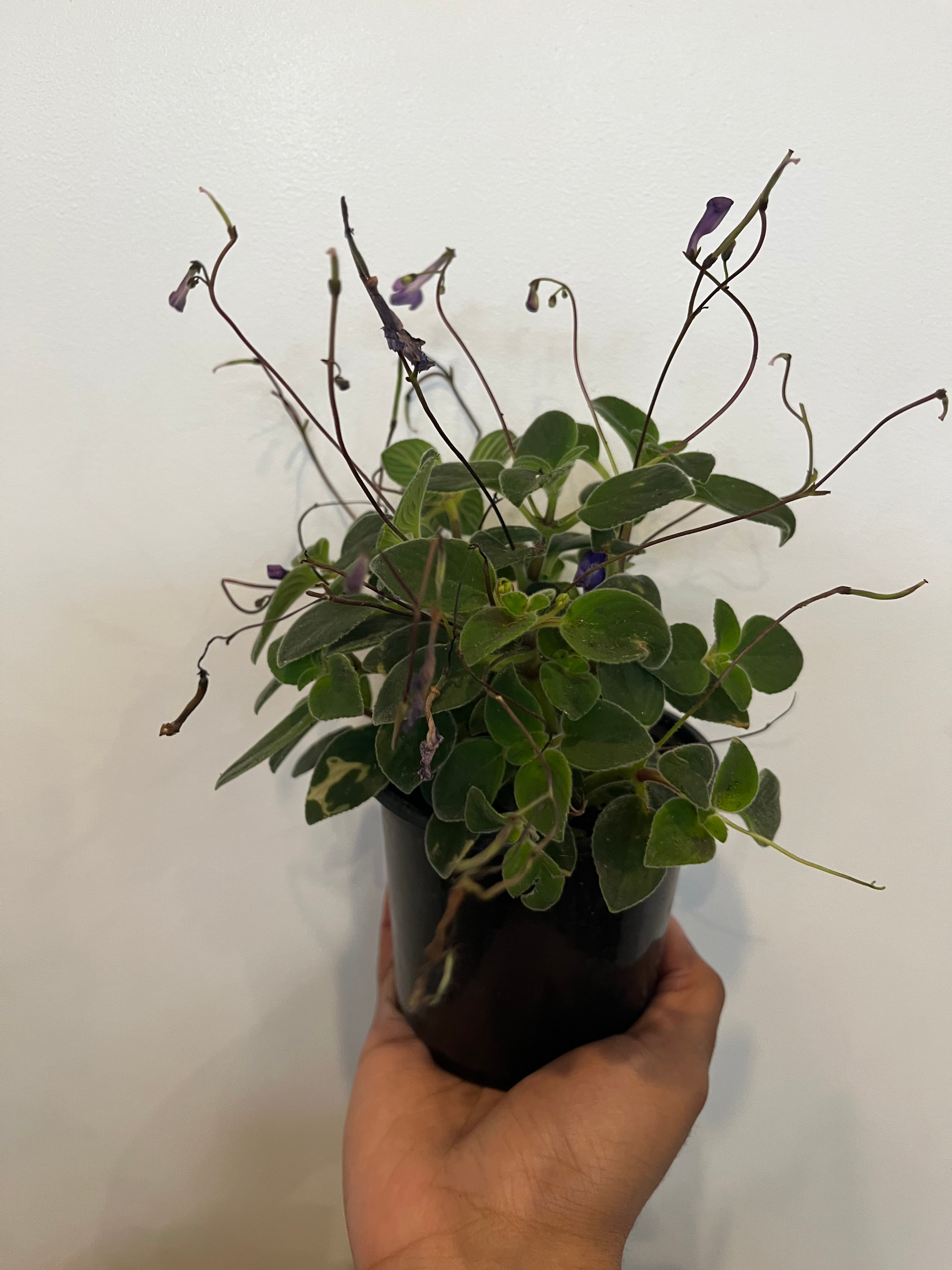 Streptocarpus, Cape Primrose