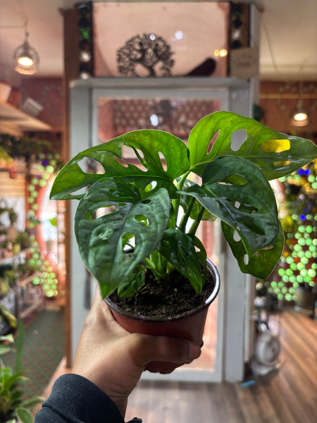 Monstera adansonii, Swiss Cheese Plant