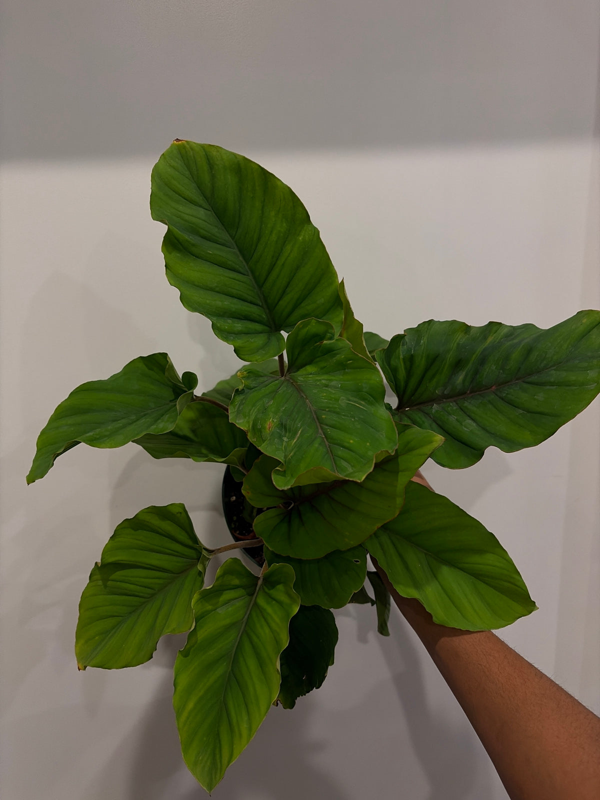 Adelonema Red Velvet