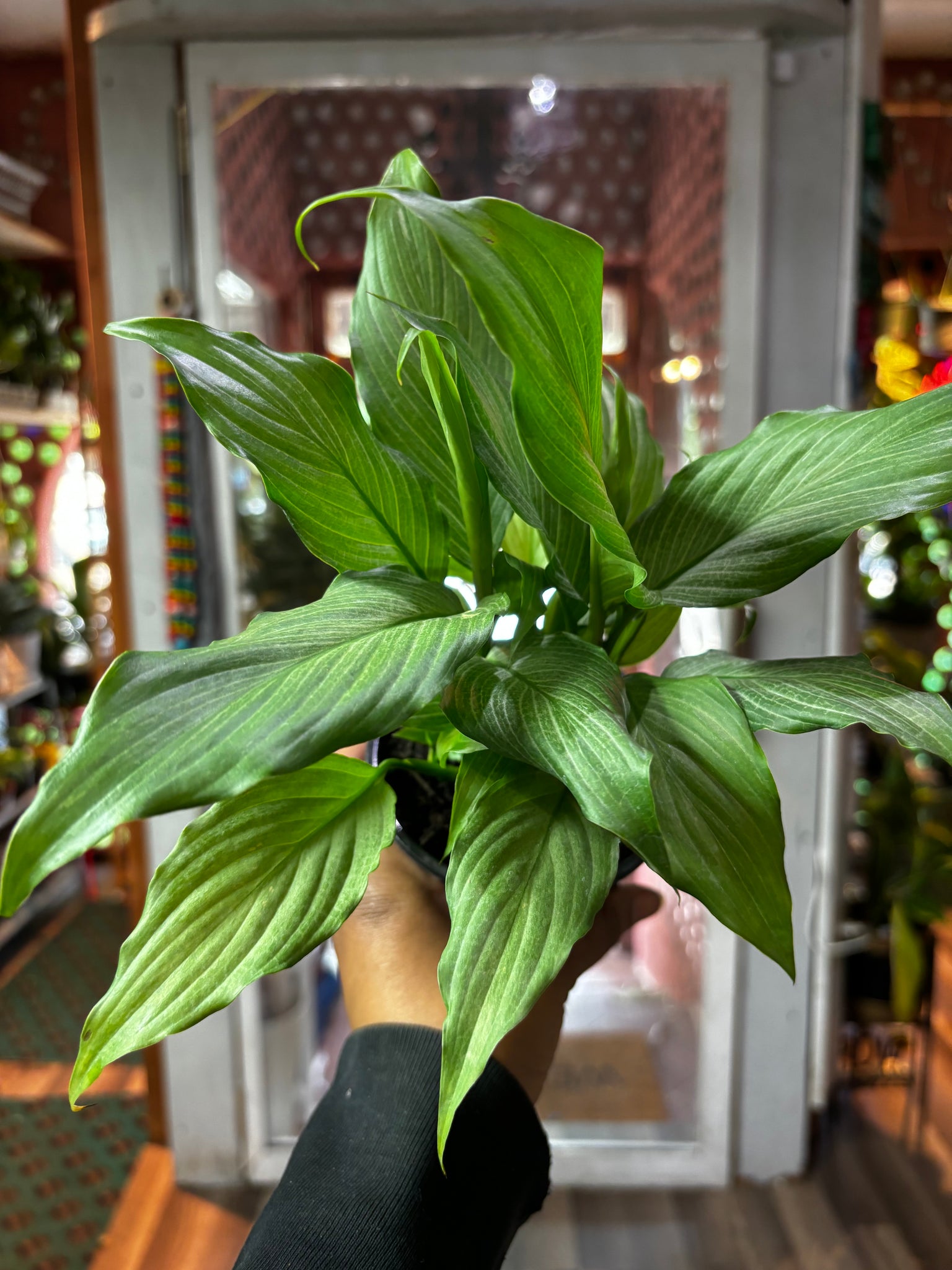 Spathiphyllum Platinum, Peace Lily Platinum Mist