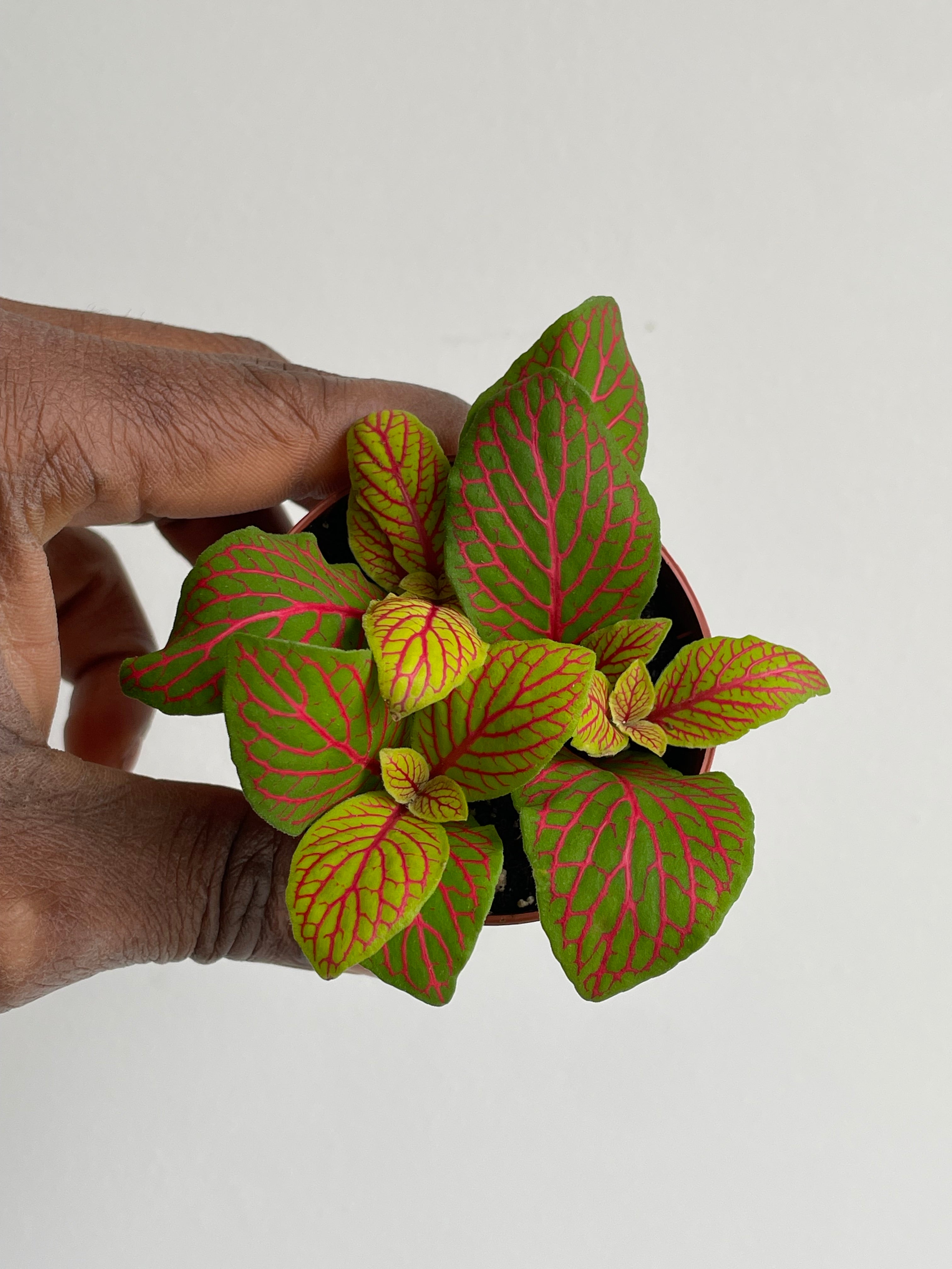 Fittonia