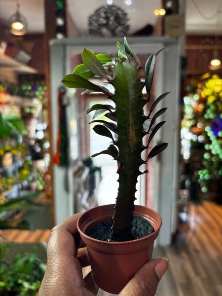 Euphorbia trigona rubra, African Milk Cactus