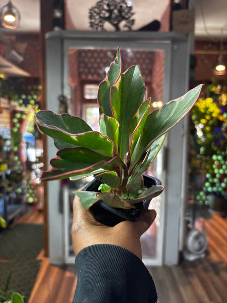 Peperomia Clusiifolia, Tricolor