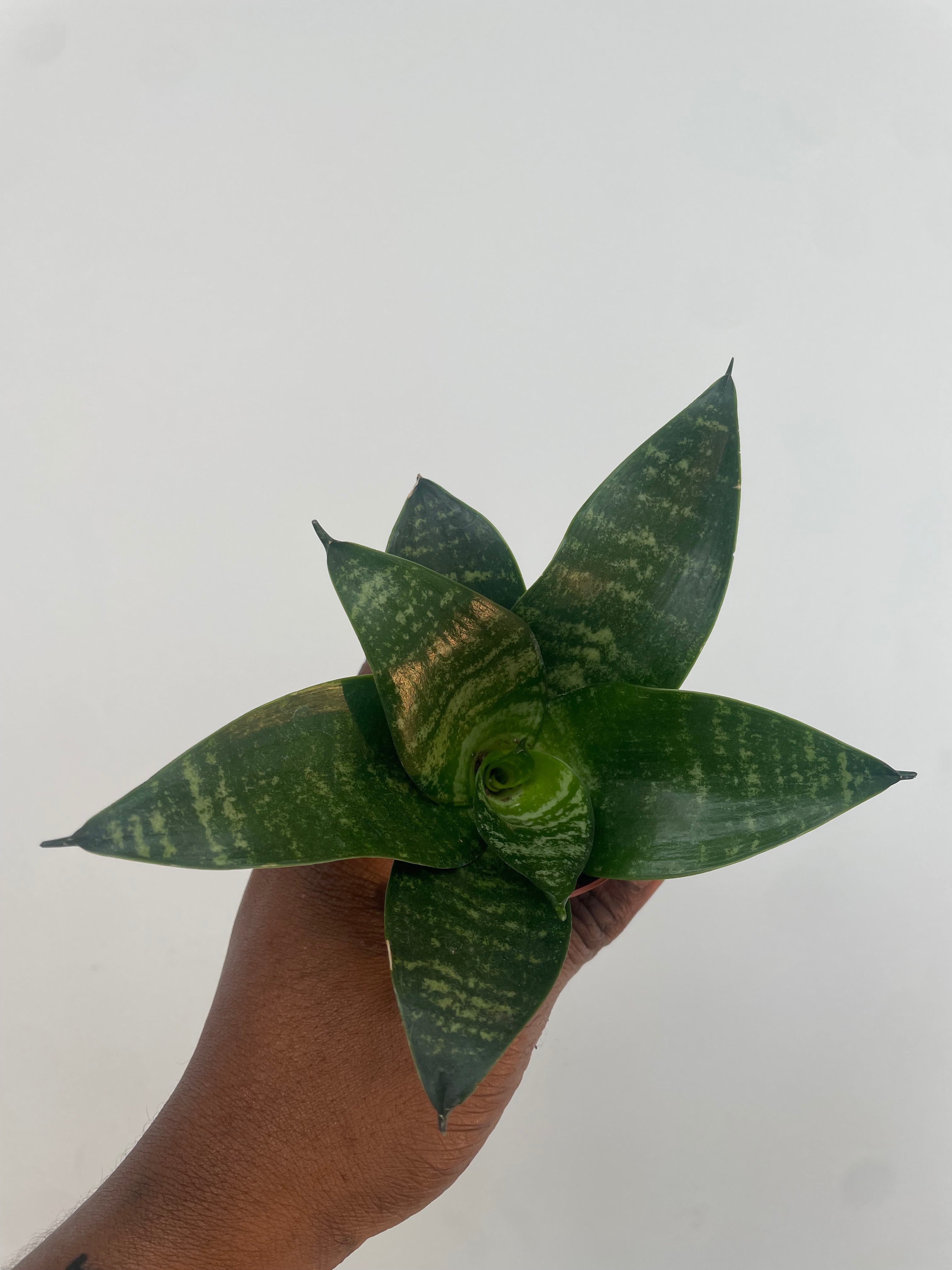 Sansevieria Bird Nest