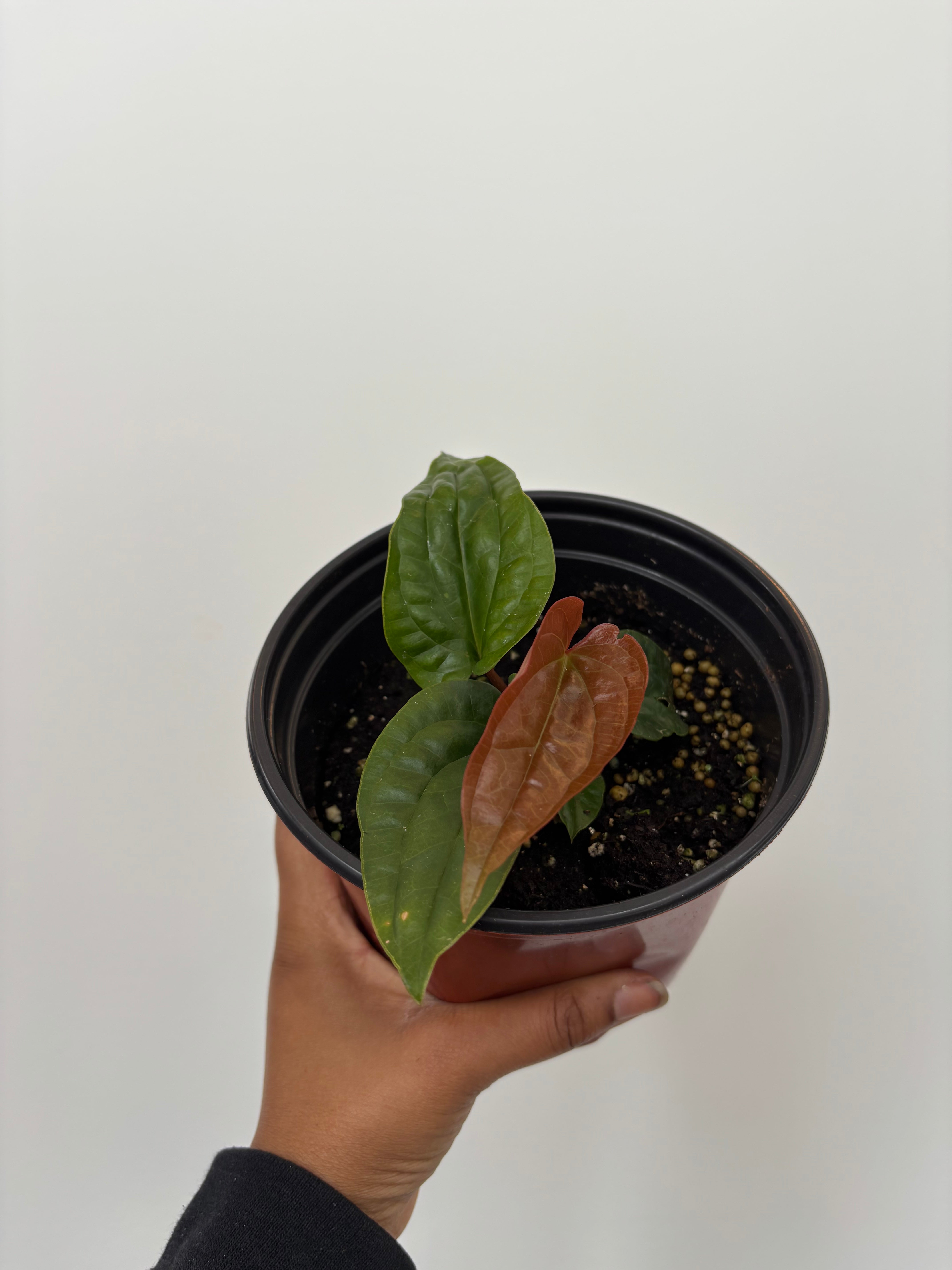 Anthurium Radicans X Luxurians
