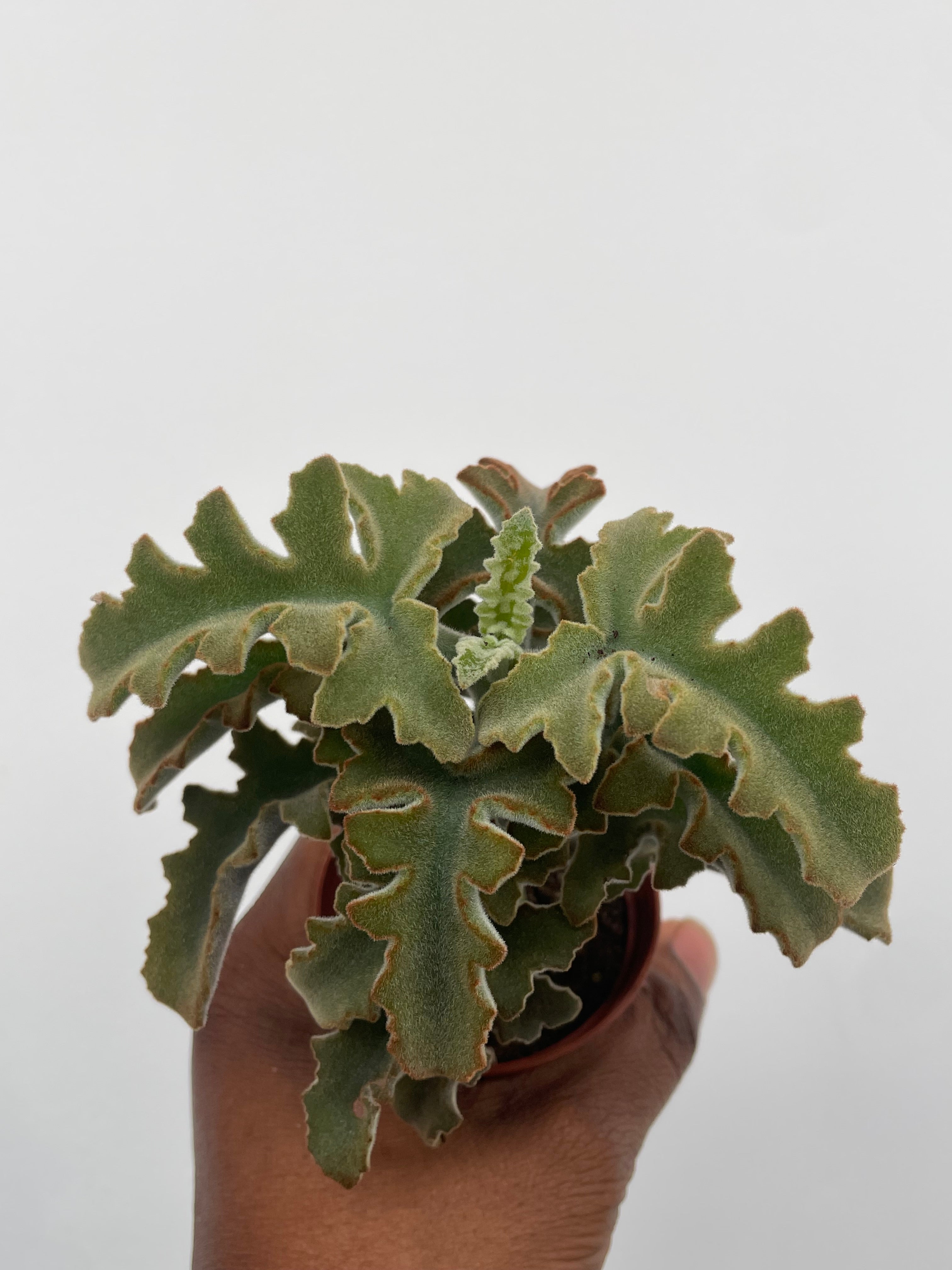 Kalanchoe Beharensis, Felt Plant
