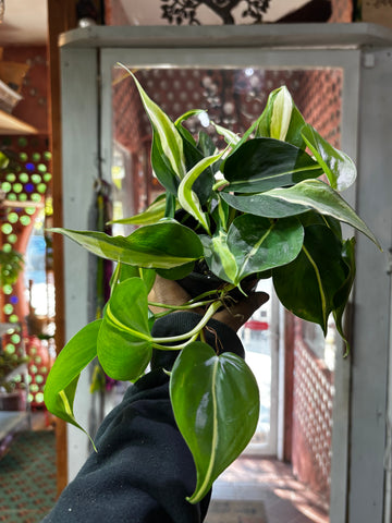 Philodendron Silver Stripe