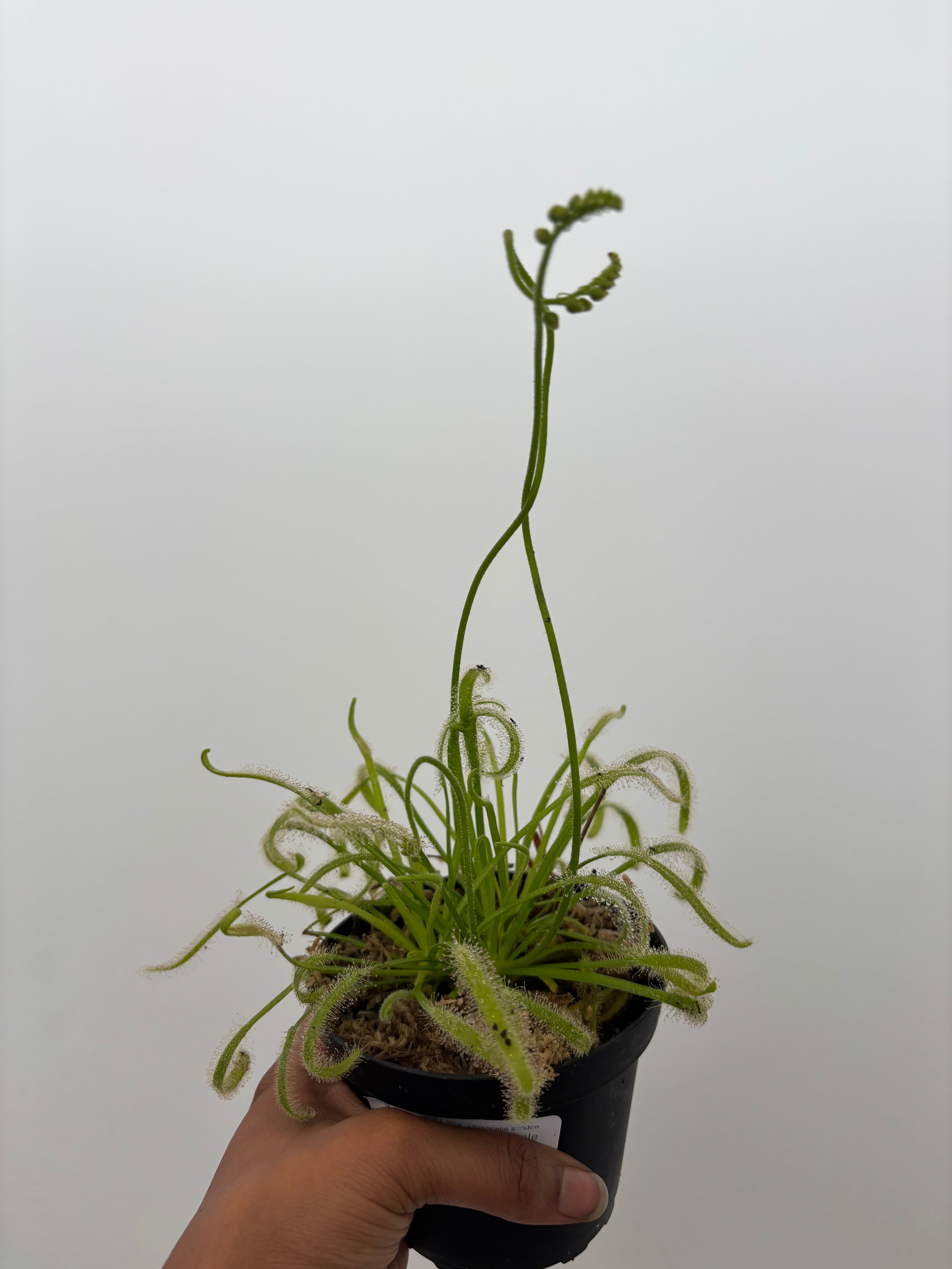 Drosera capensis alba, Red Hairs