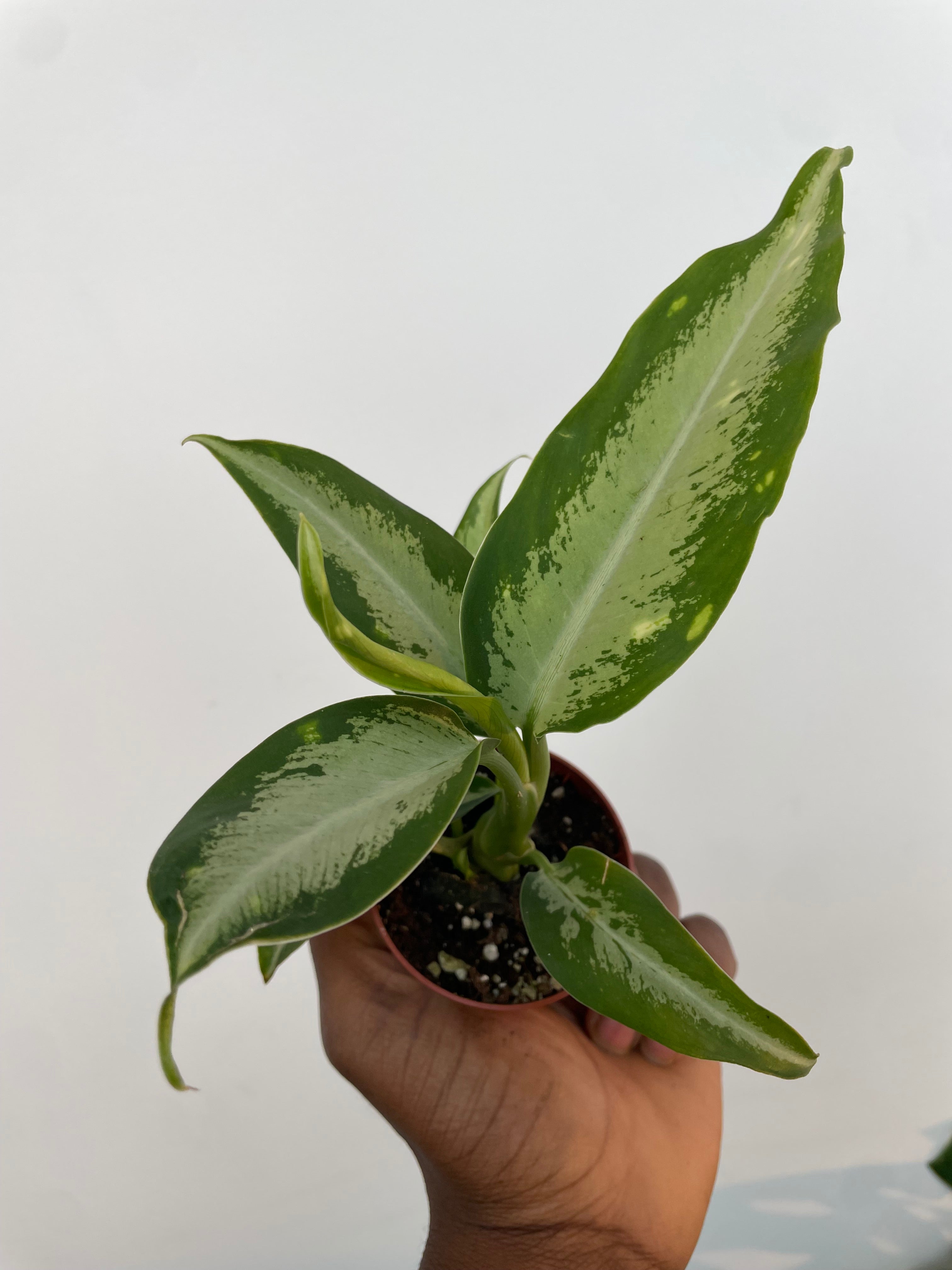 Dieffenbachia Panther