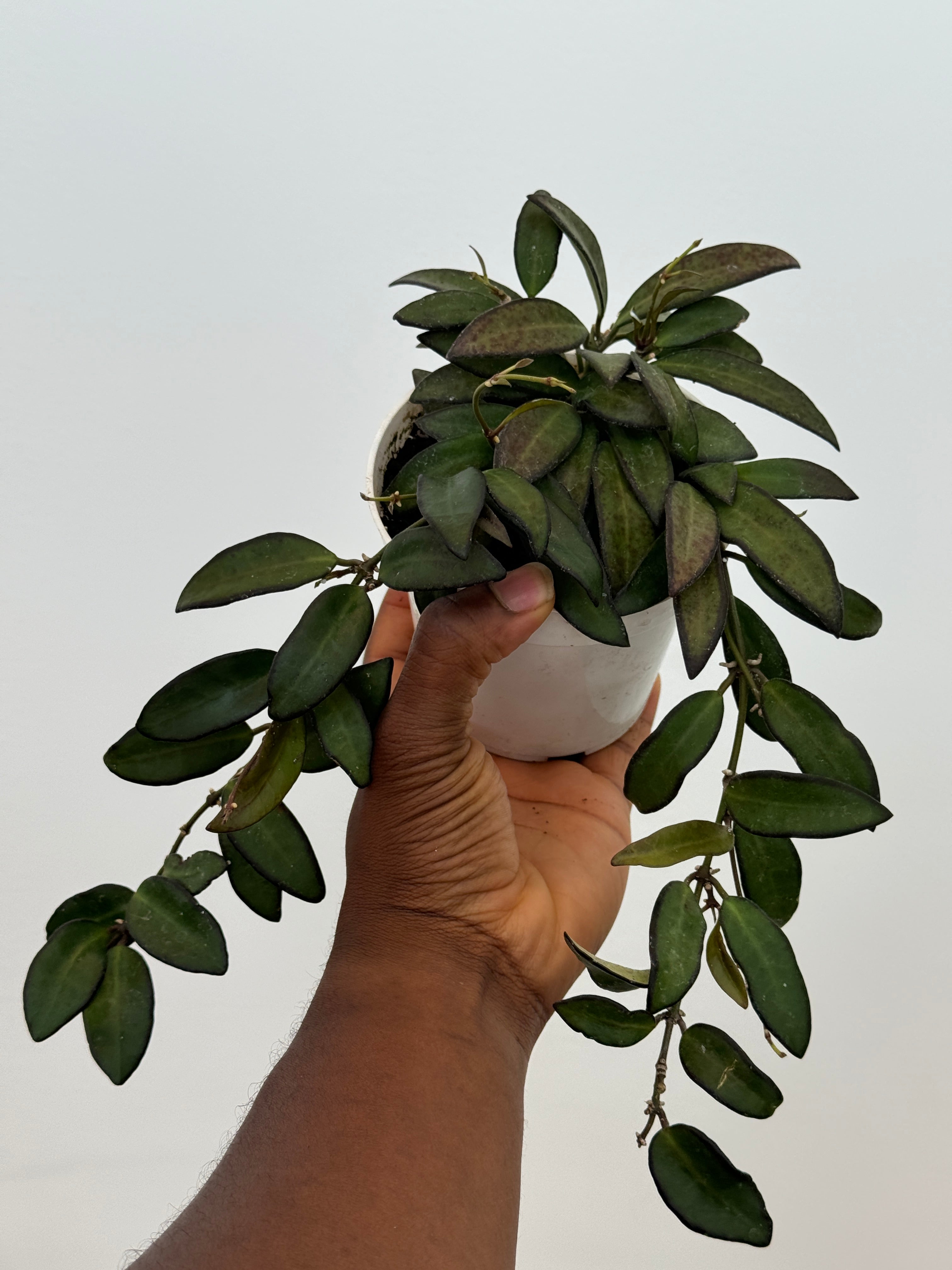 Hoya Rosita