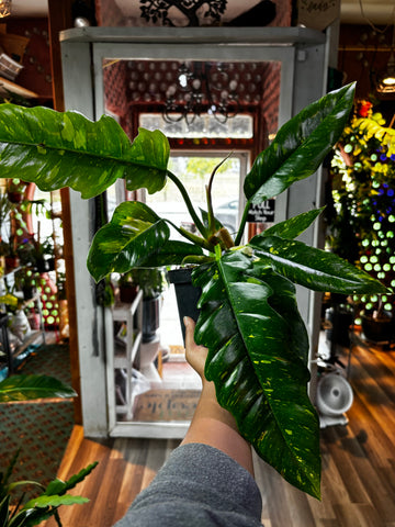 Philodendron Ring of Fire