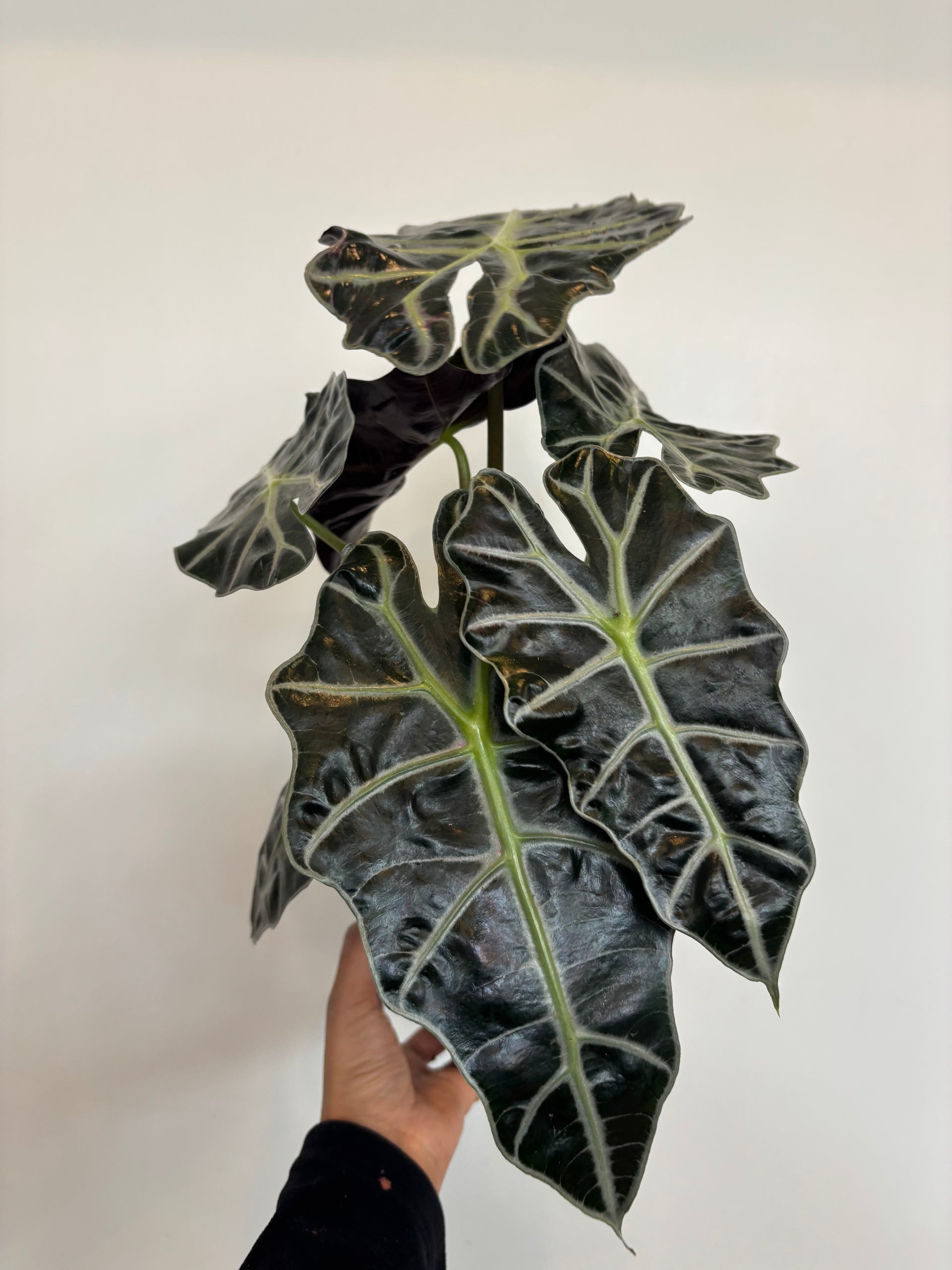 Alocasia Amazonica – Plant and People