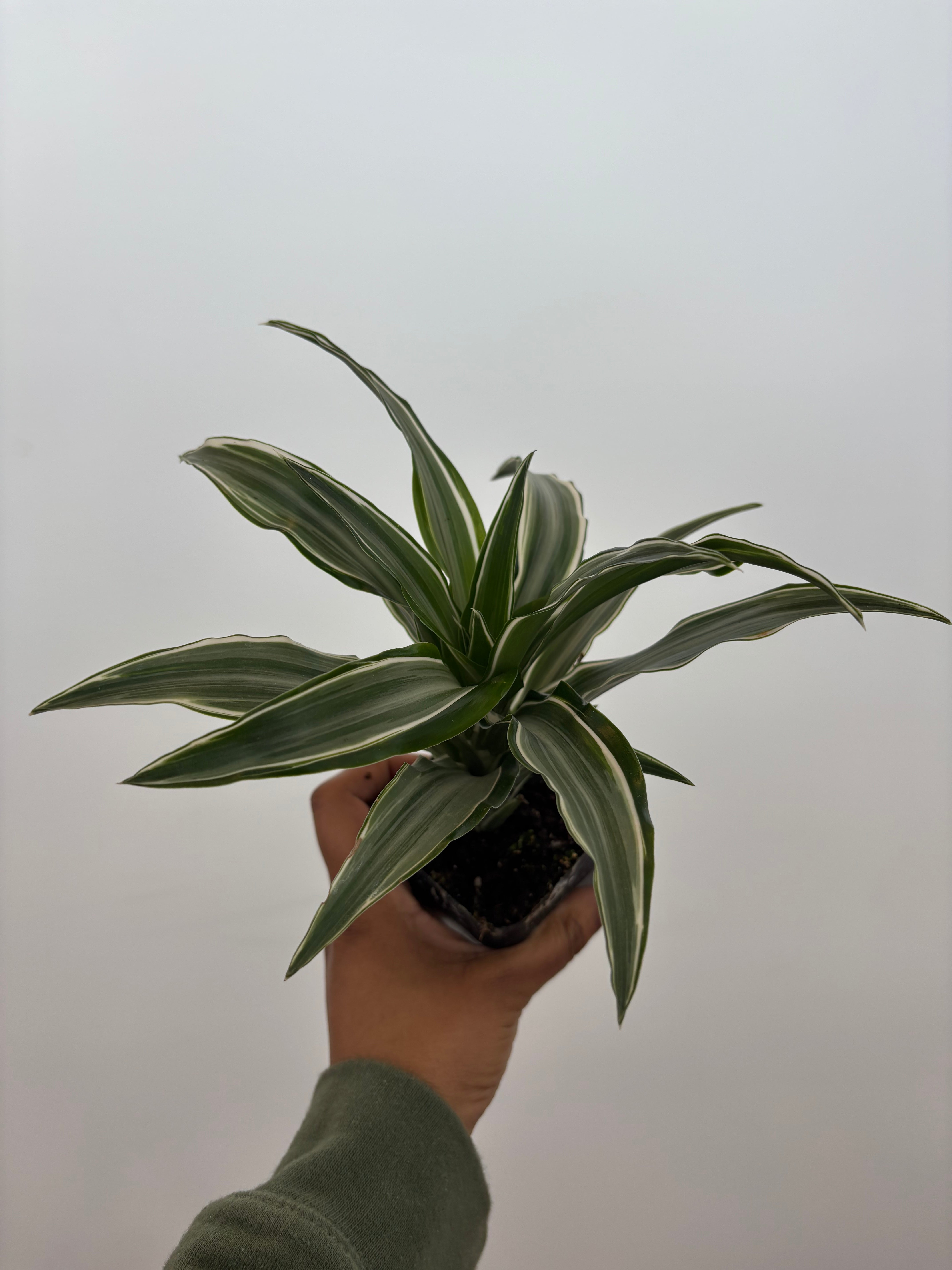 Dracaena Warneckii Compacta