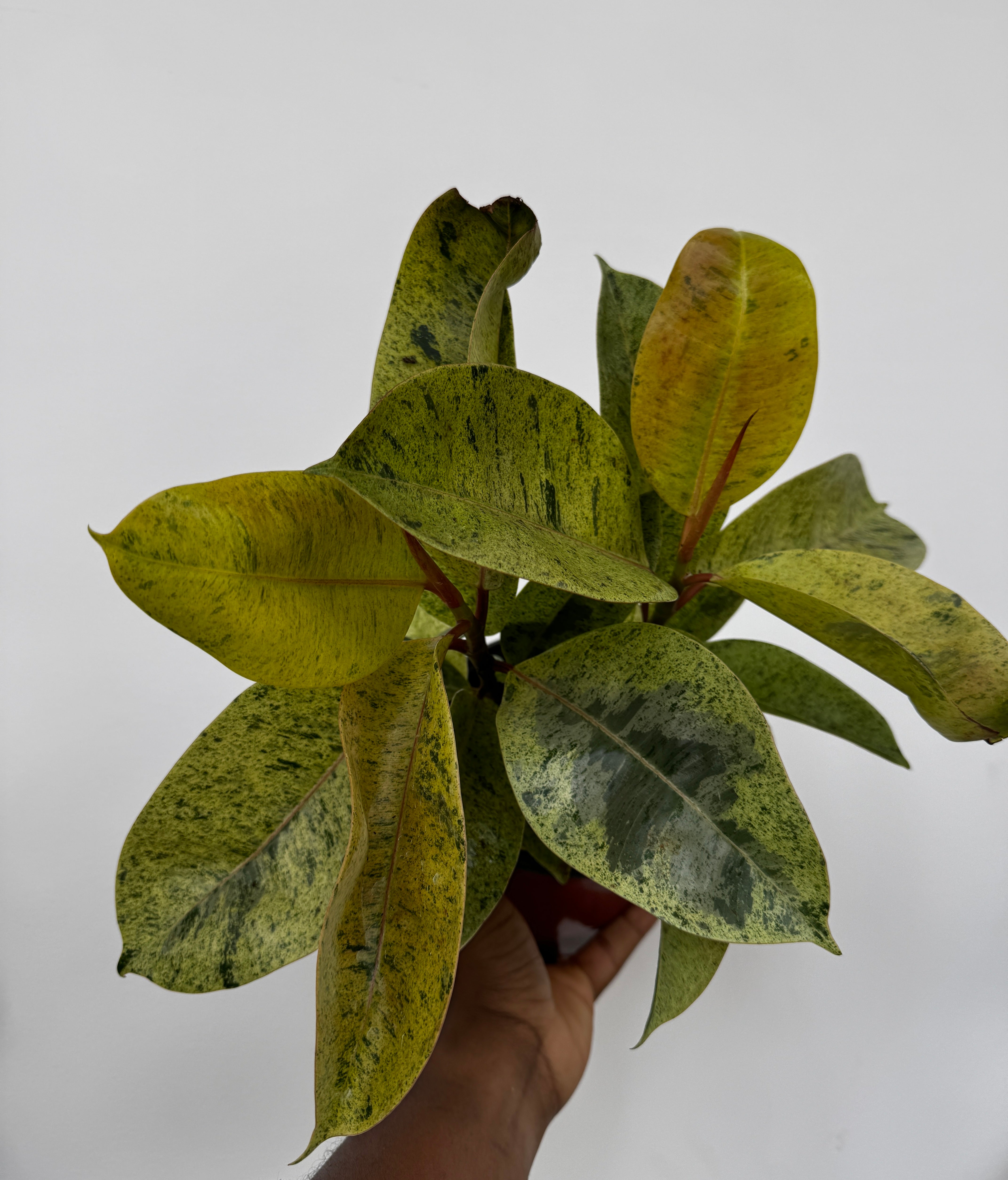 Ficus Elastica Shivereana, Moonshine Rubber Tree