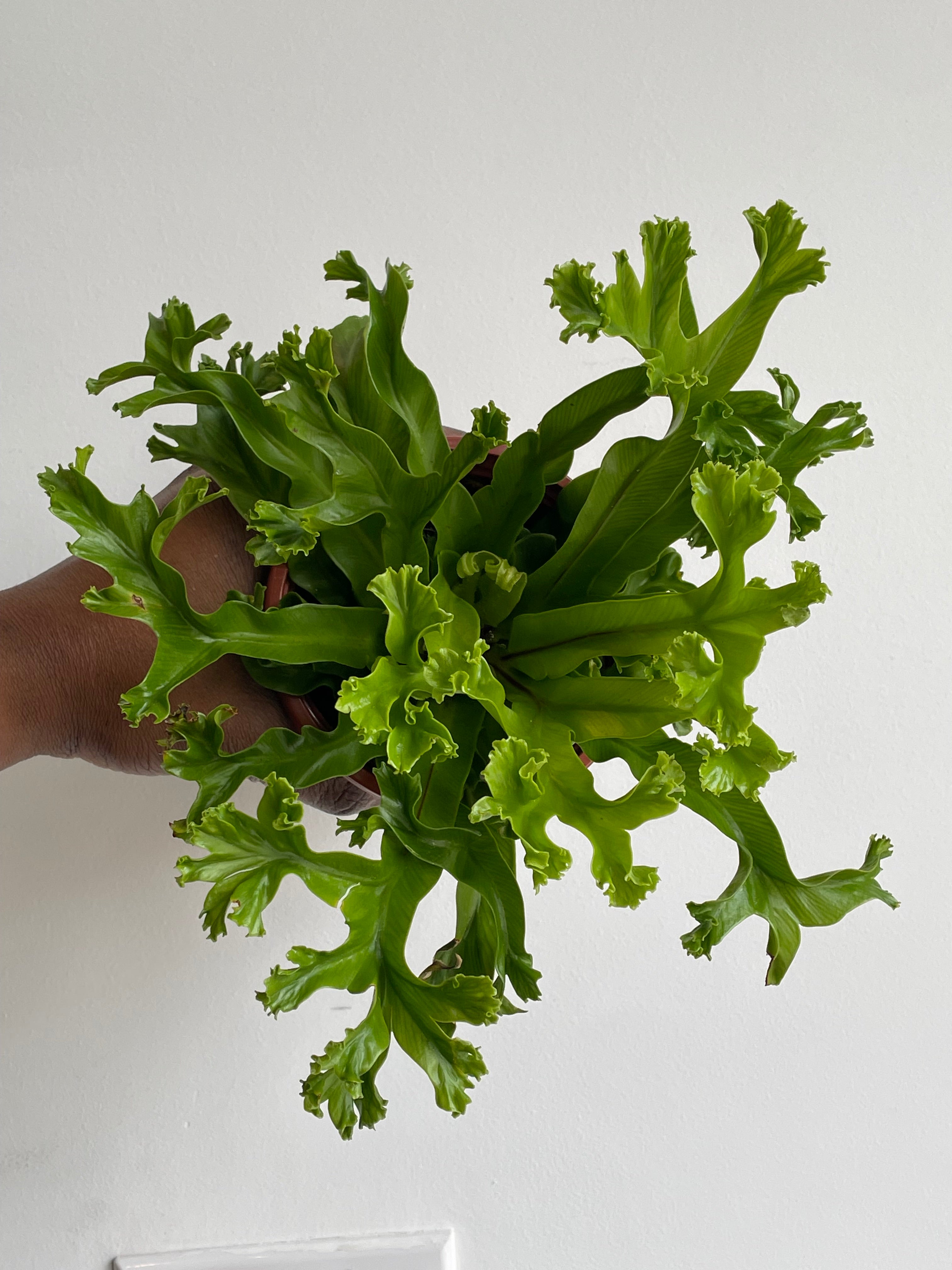Japanese Bird's Nest Fern Leslie.