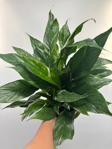 Spathiphyllum Domino, Domino Peace Lily