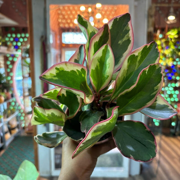 Peperomia Clusiifolia, Tricolor