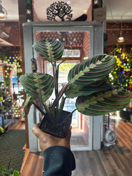 Maranta Leuconeura