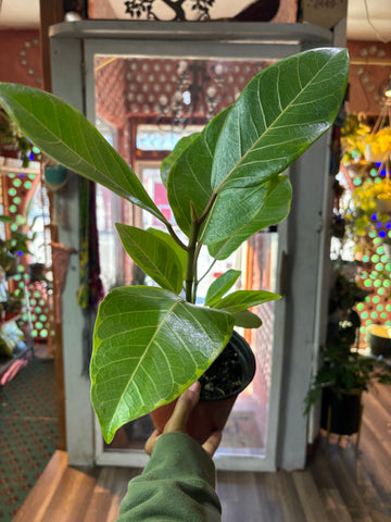 Ficus Altissima Variegata