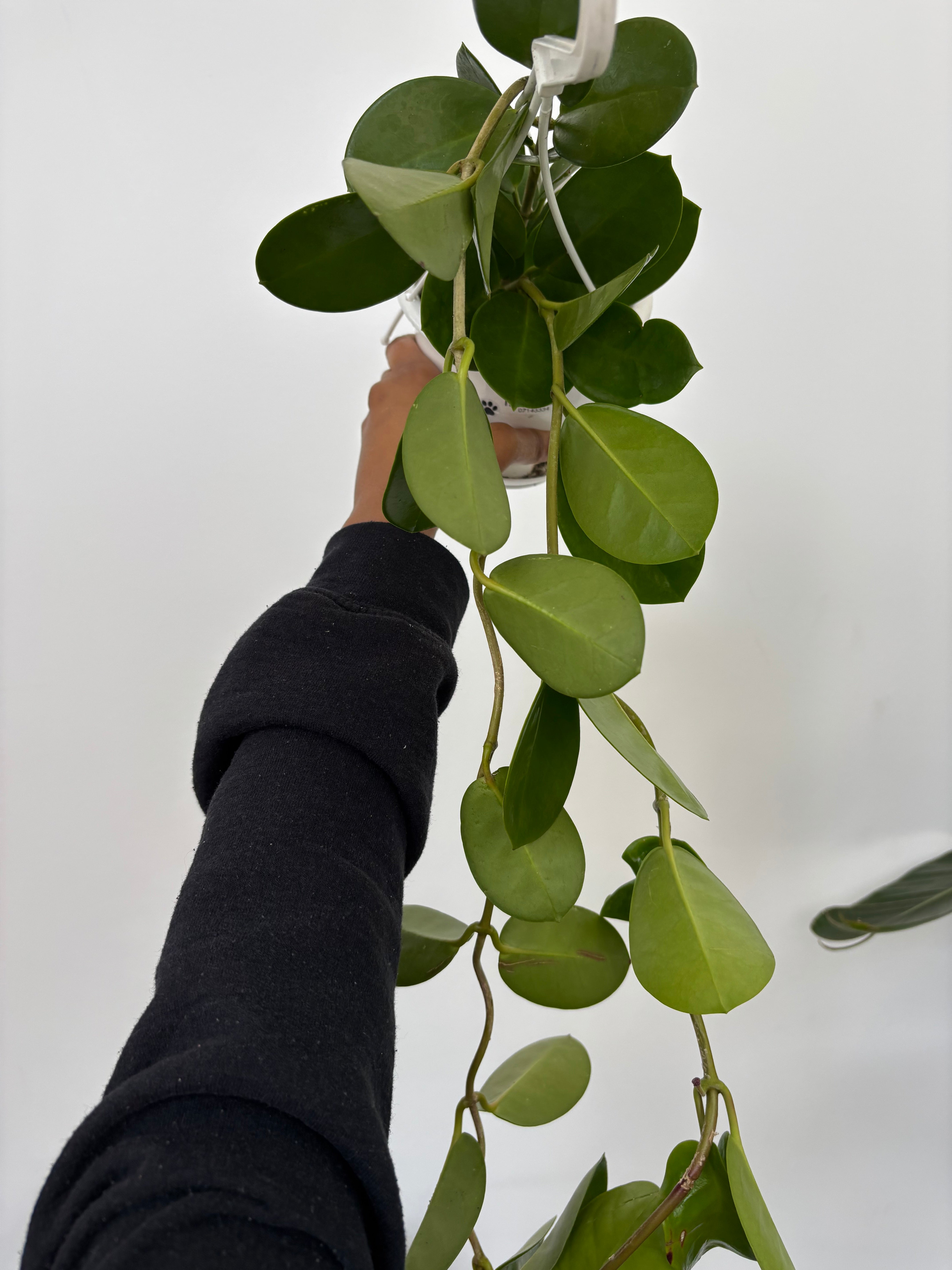 Hoya Australis