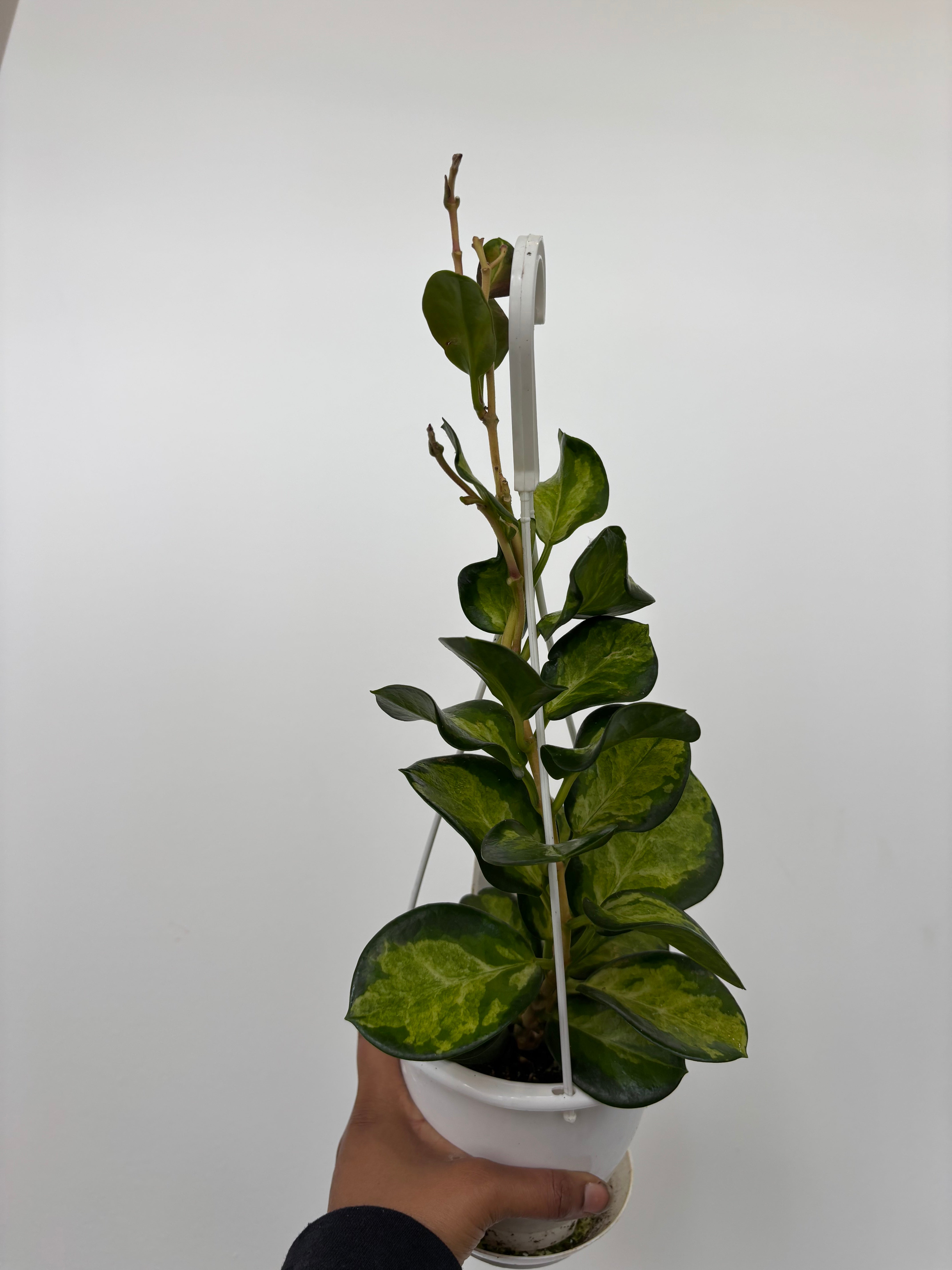 Hoya Australis Lisa
