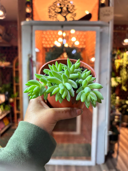 Sedum Morganianum, Burros Tail