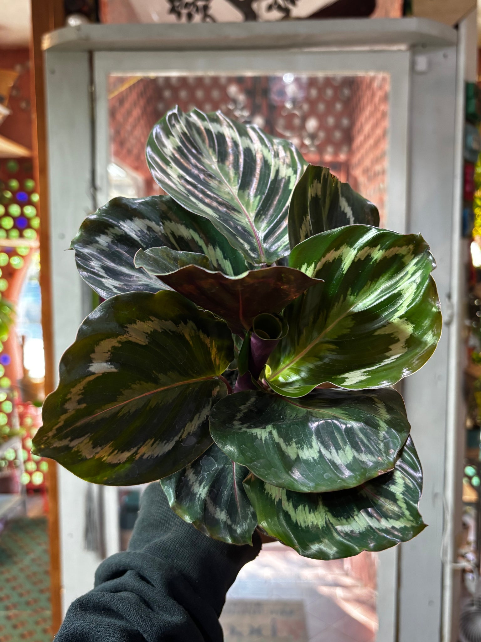 Calathea Rosepicta Medallion