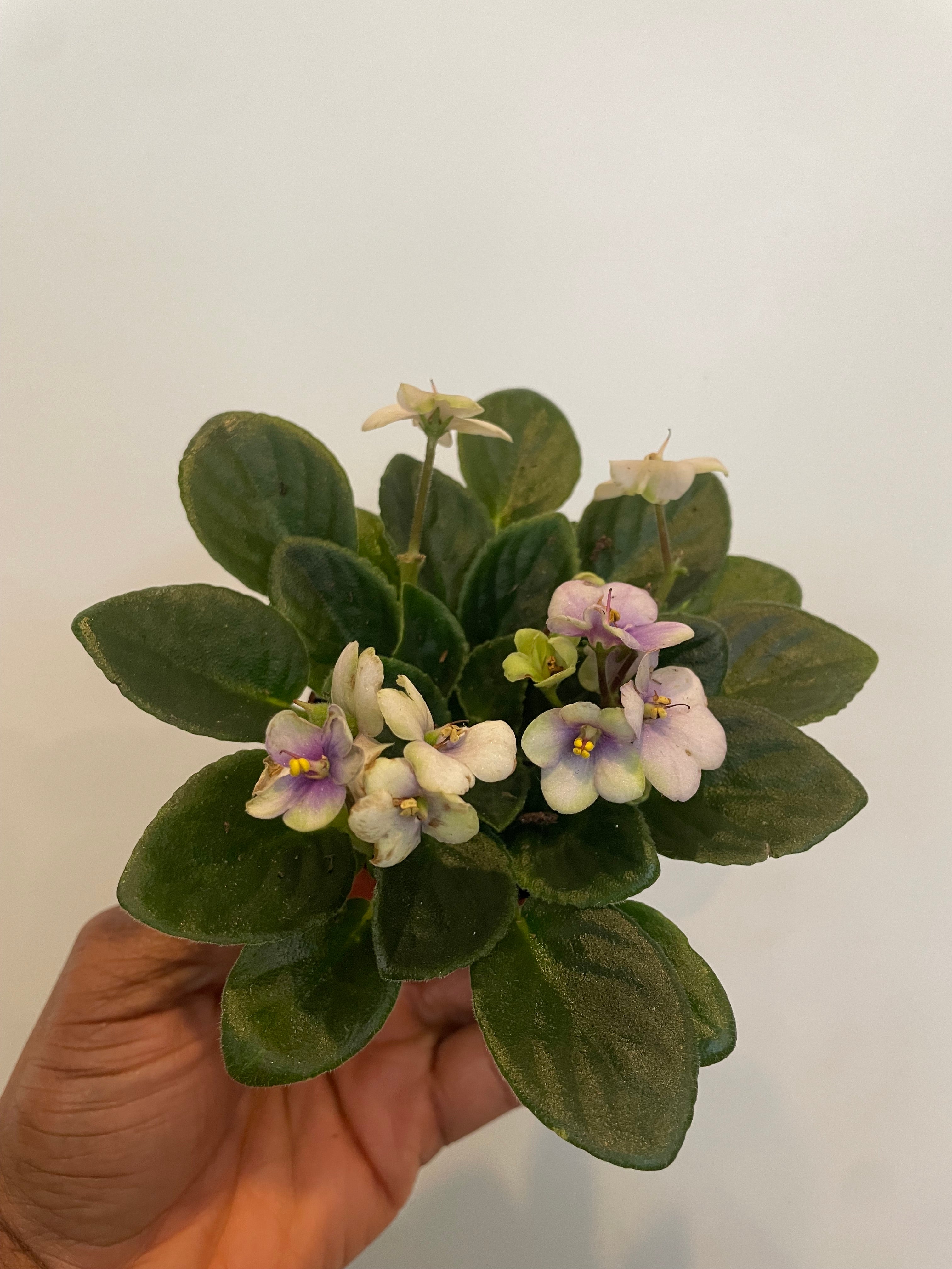 African Violet Saintpaulia Yellow Stone