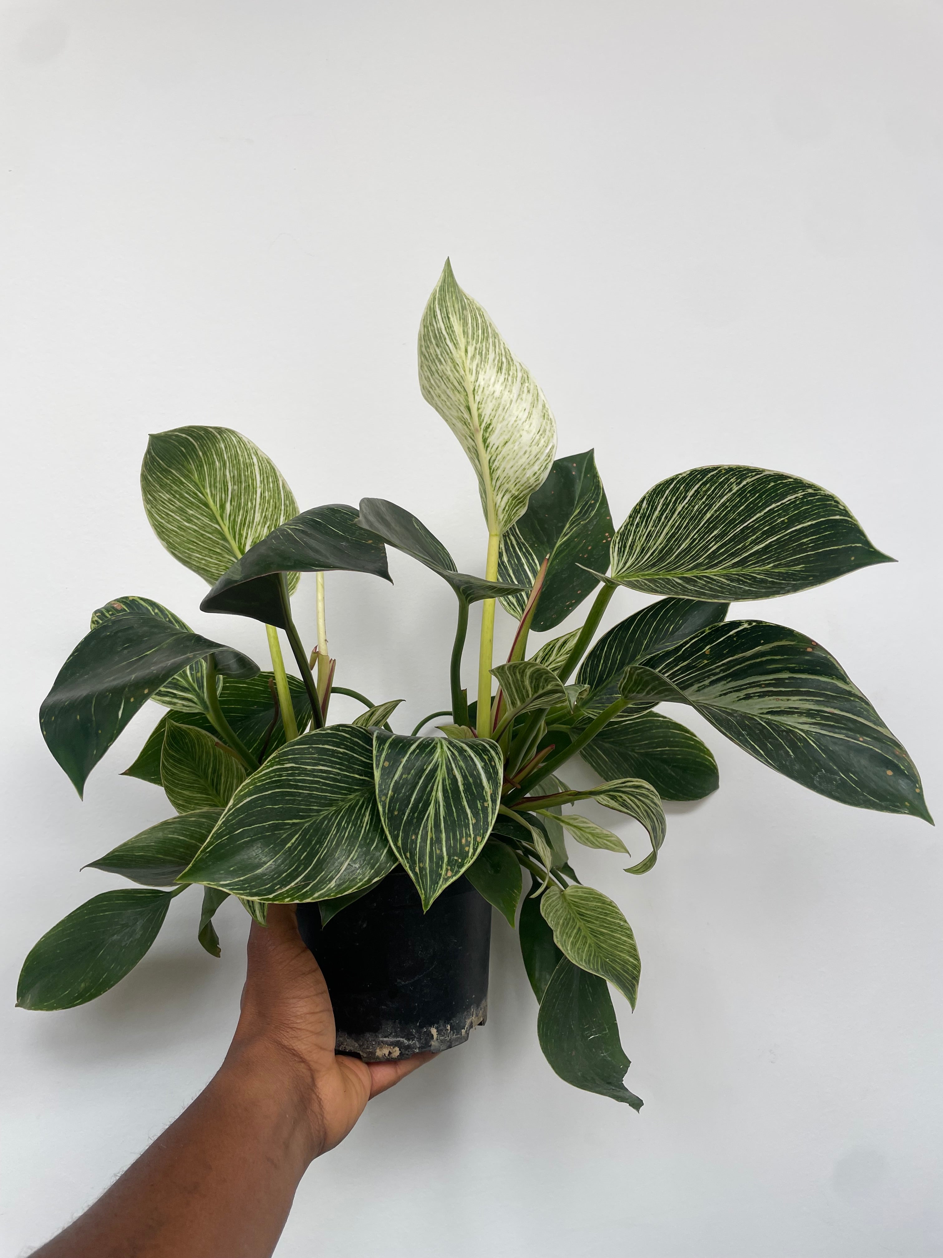 Philodendron Birkin