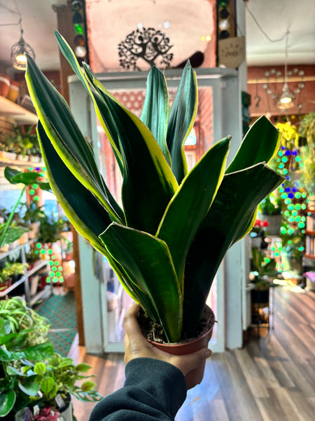 Sansevieria Golden Flame