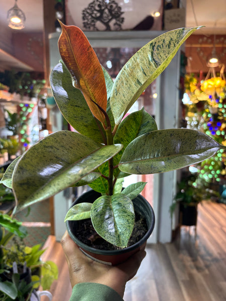 Ficus Elastica Shivereana, Moonshine Rubber Tree