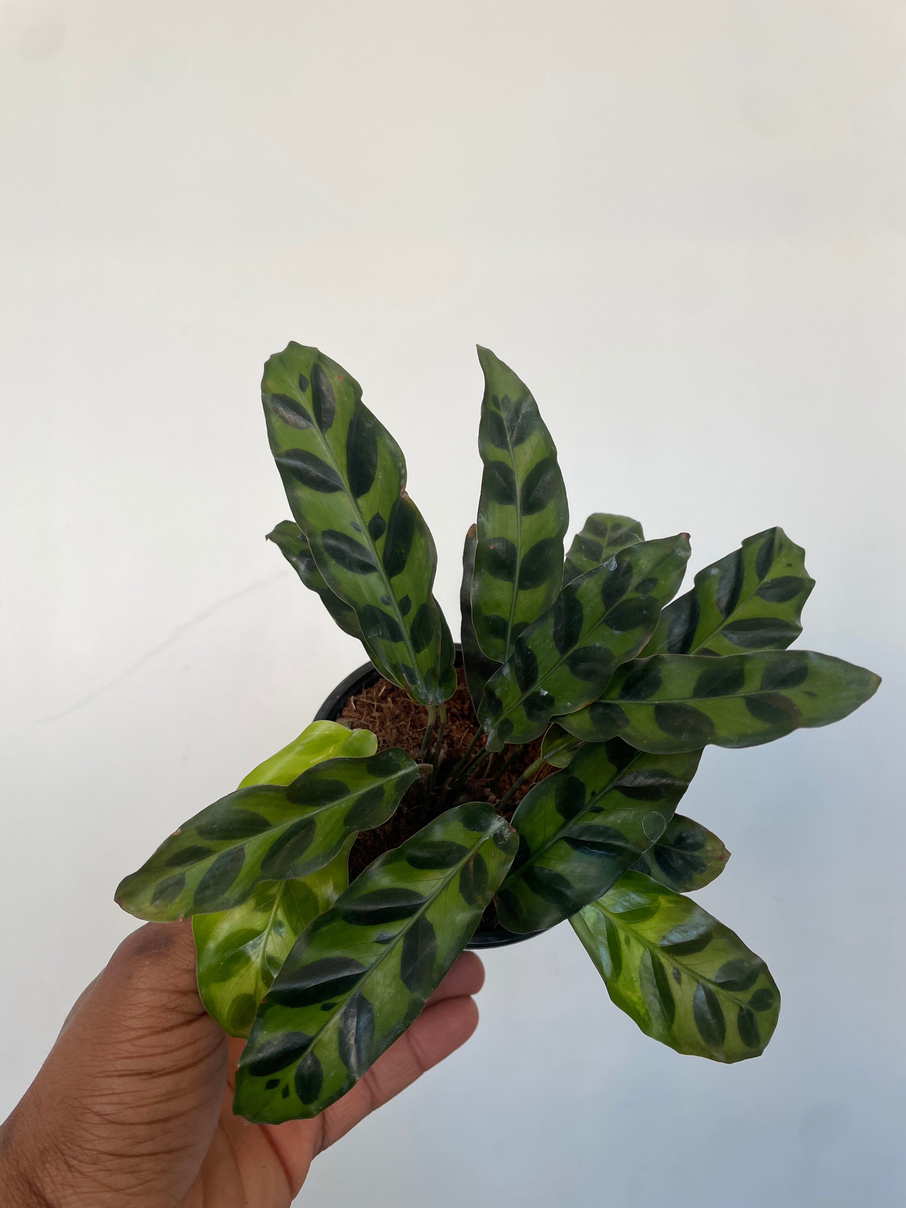 Rattlesnake Prayer Plant Goeppertia insignis