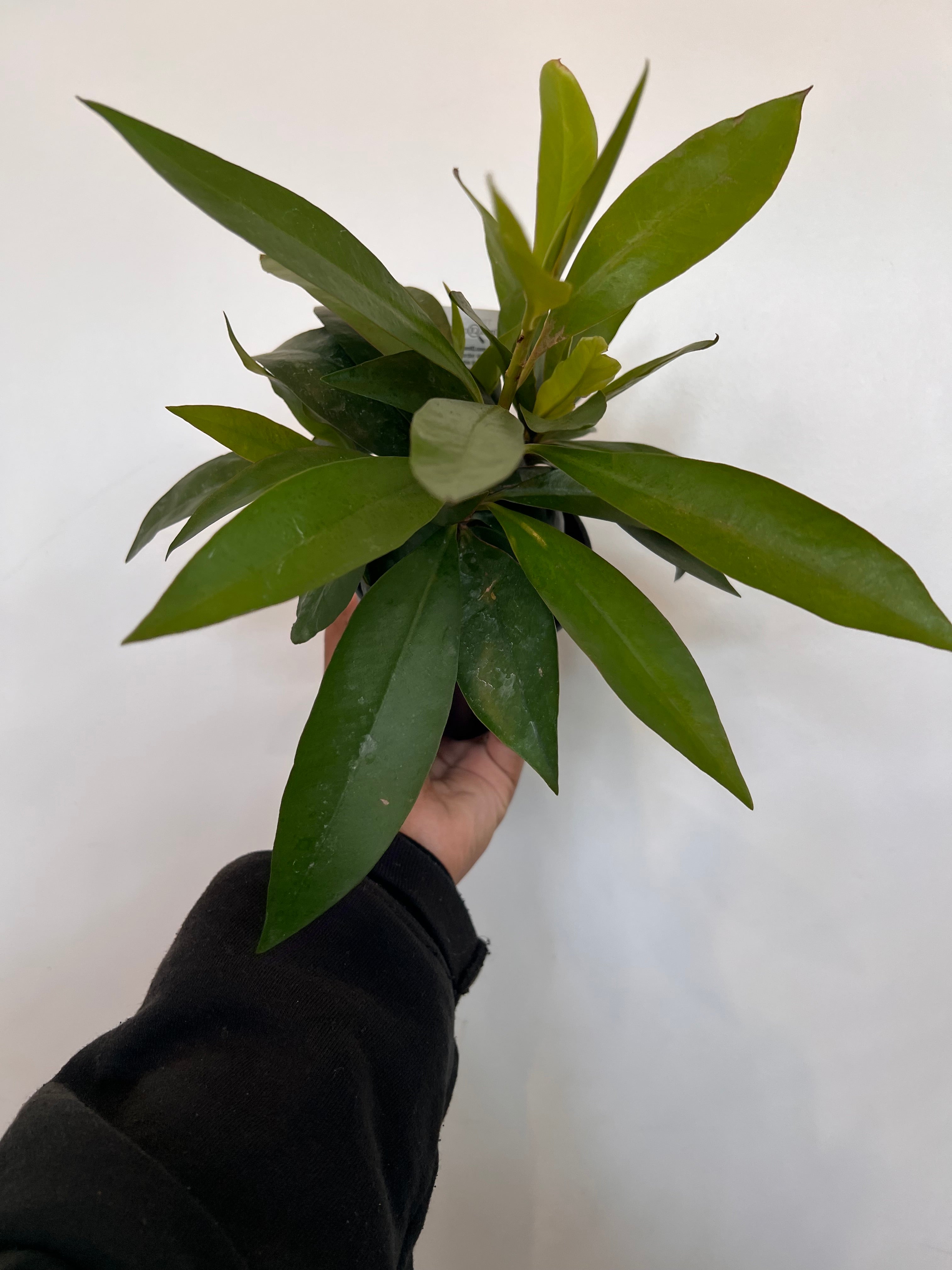 Ardisia Crenata Coral Berry