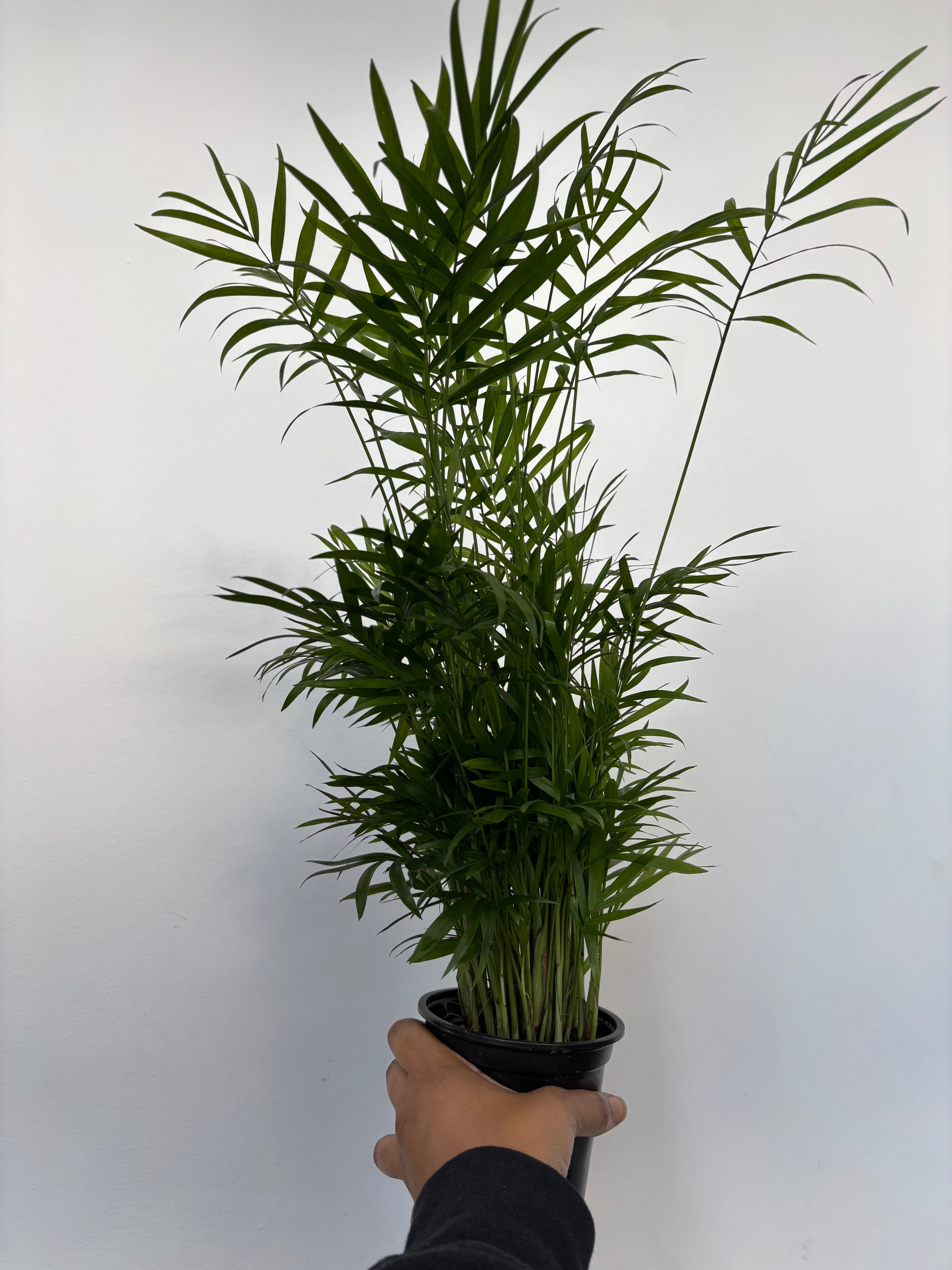 Palm Neanthabella, Parlor Palm