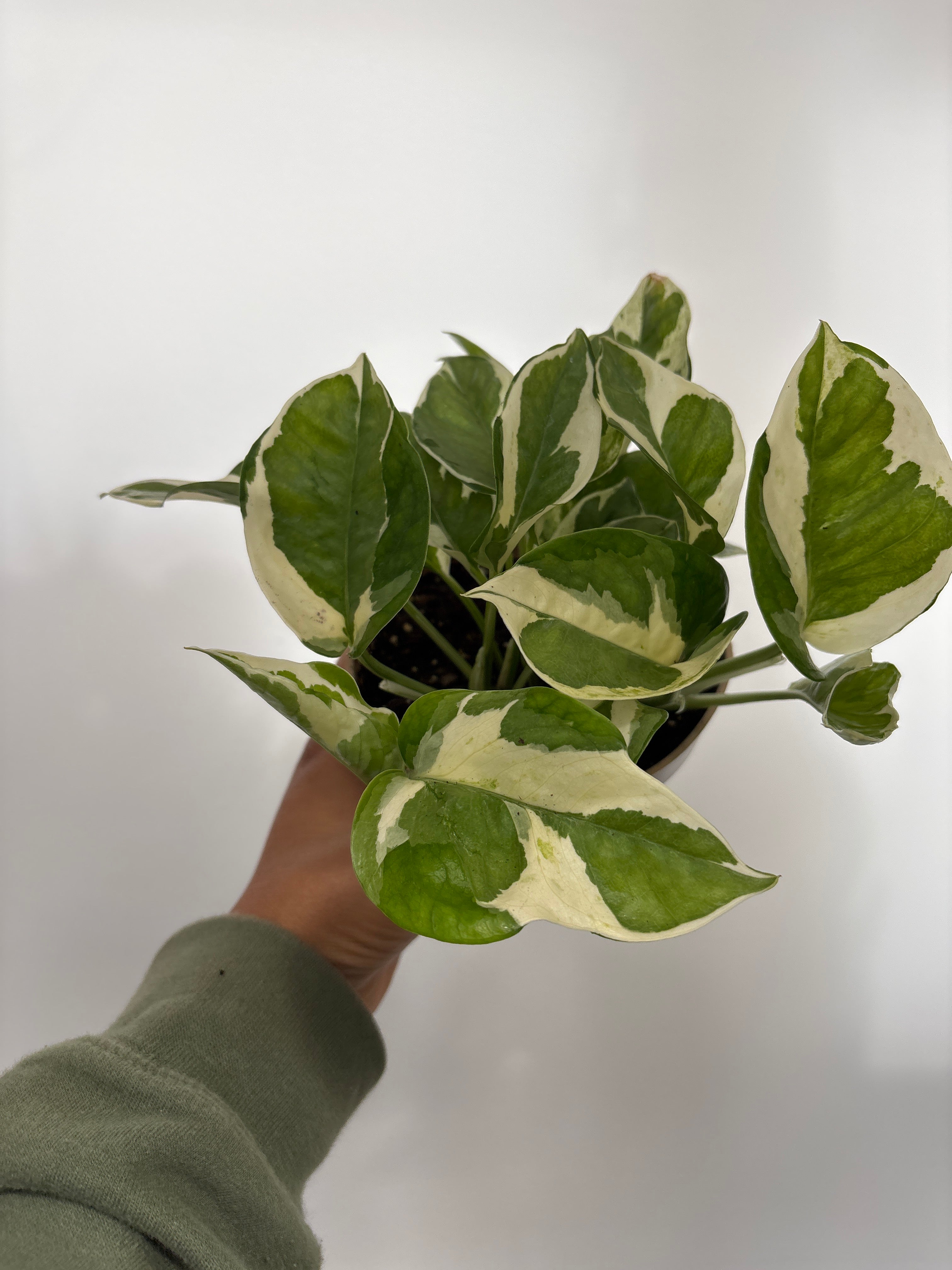 Epipremnum aureum, Pearls and Jade Pothos