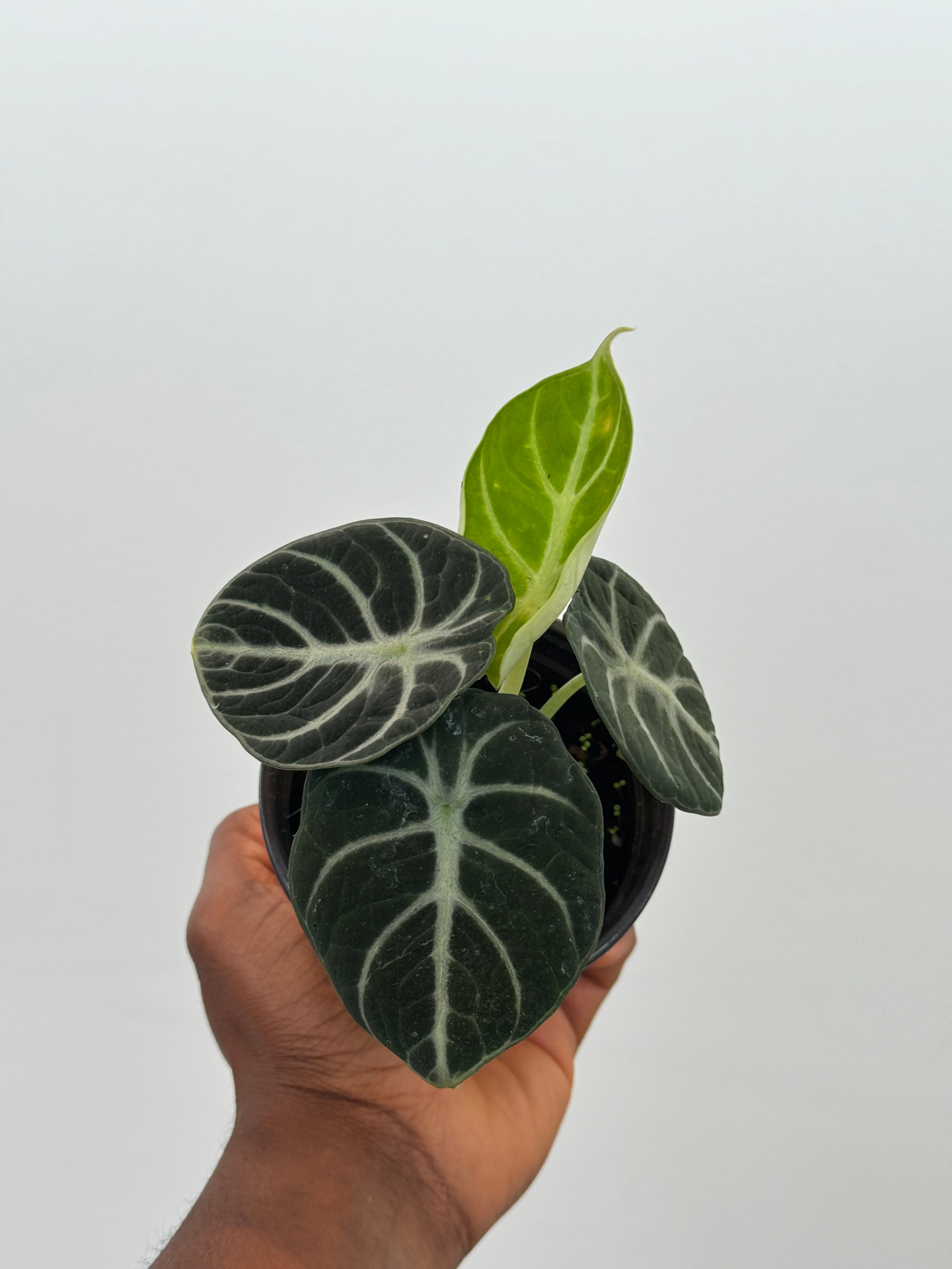 Alocasia Reginula, Black Velvet