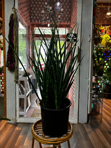 Sansevieria Mikado Fernwood