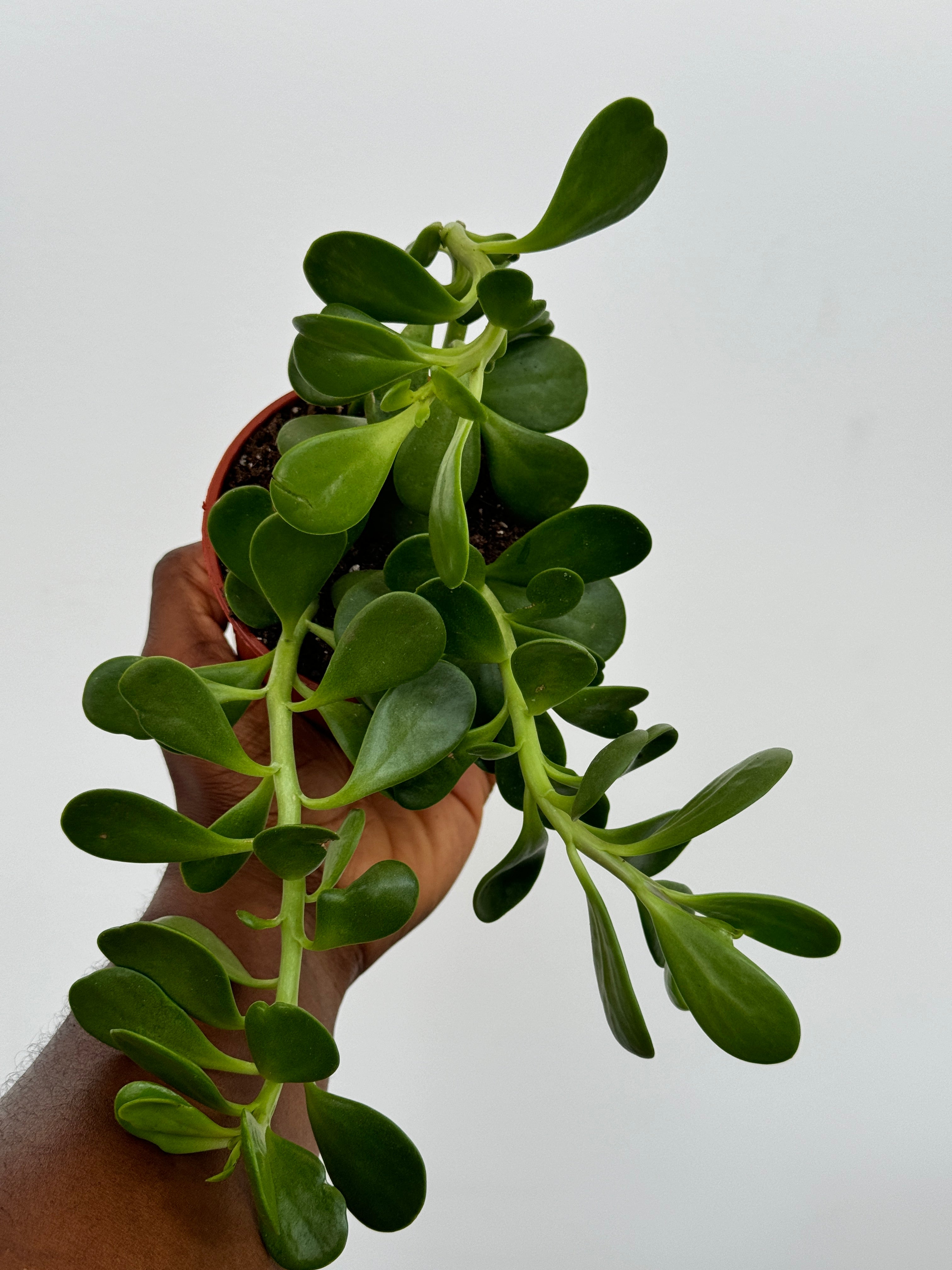 Senecio Jacobsenii Trailing Jade