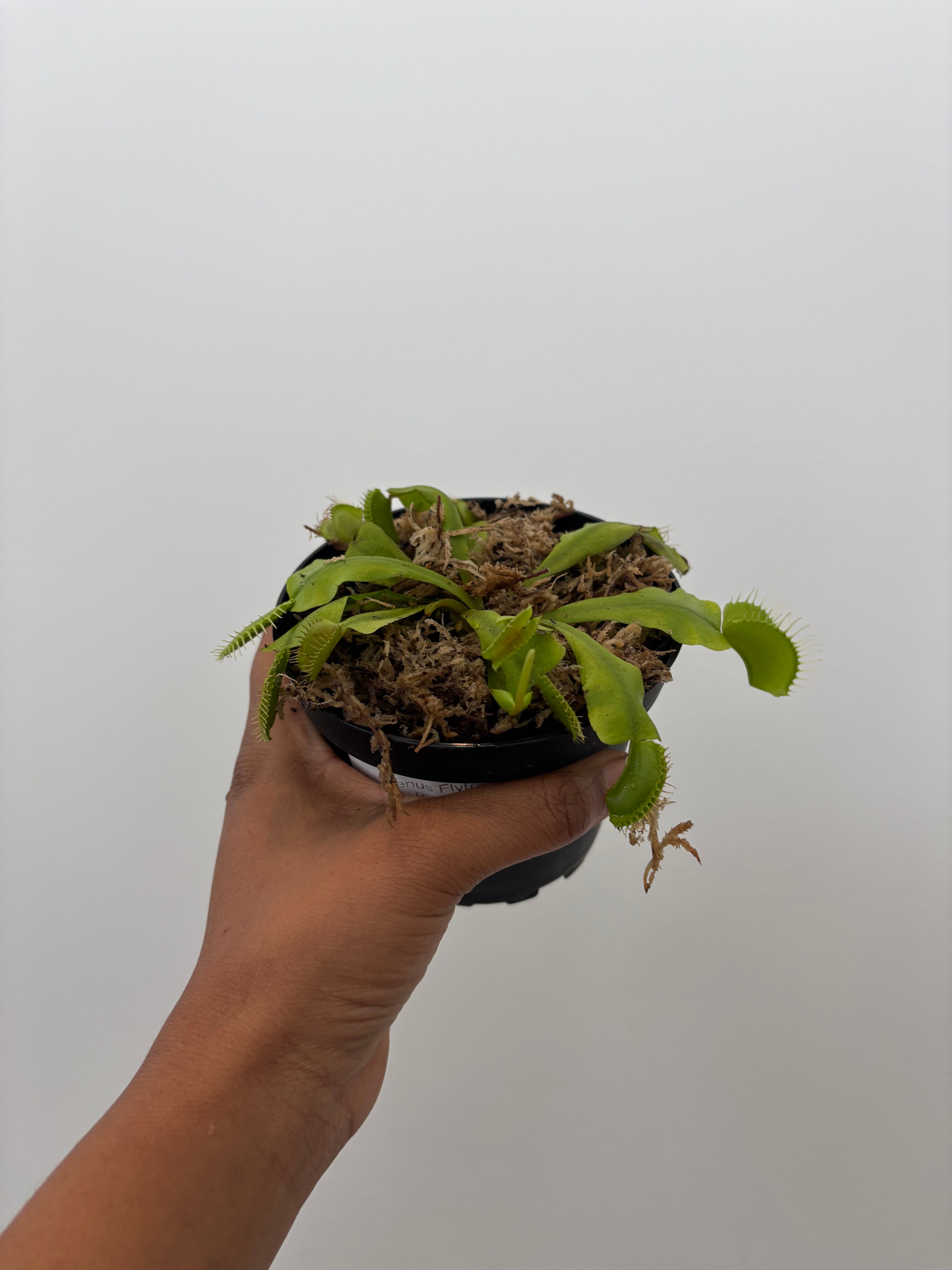 Venus Flytrap