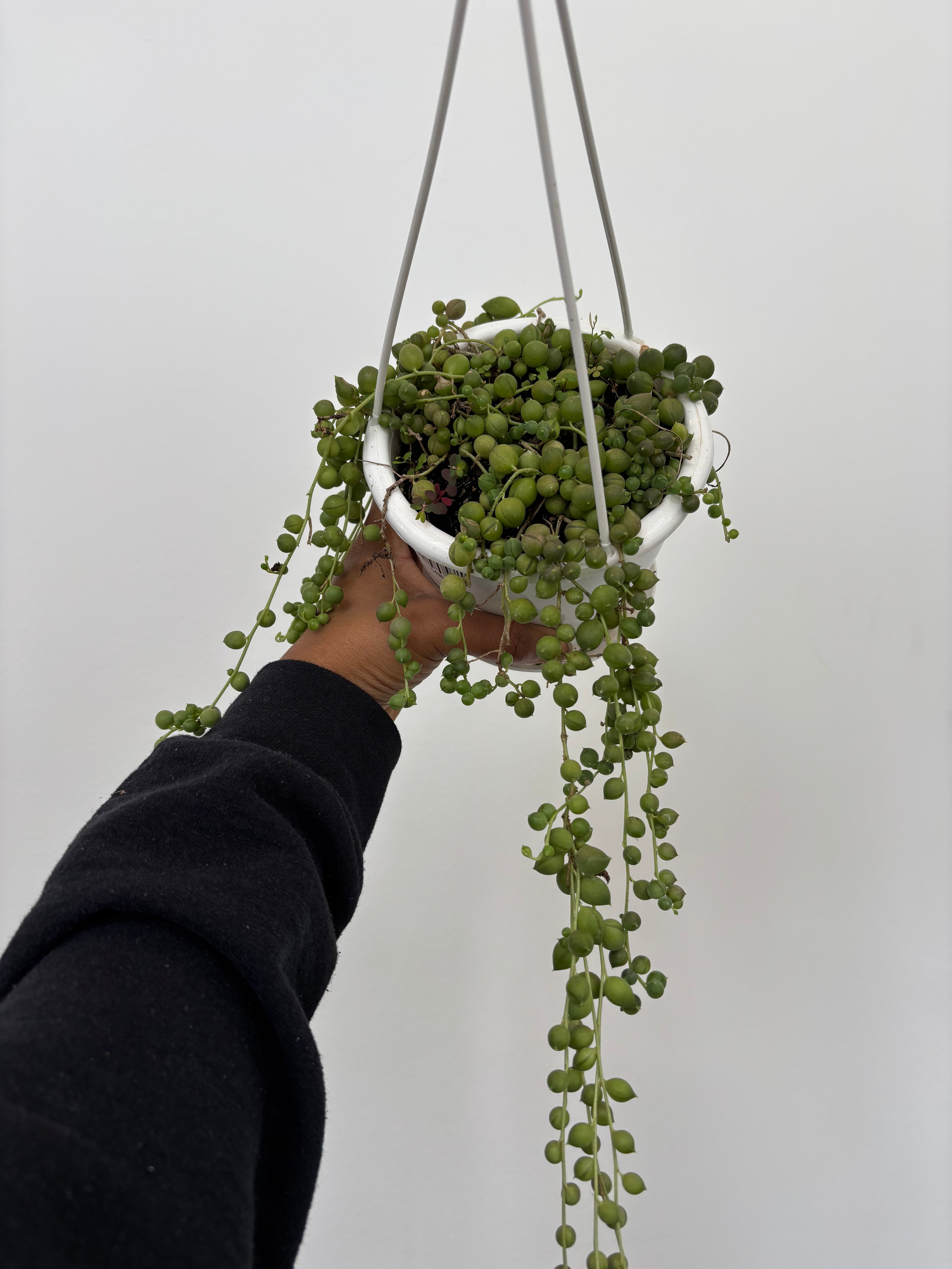 String of Pearls