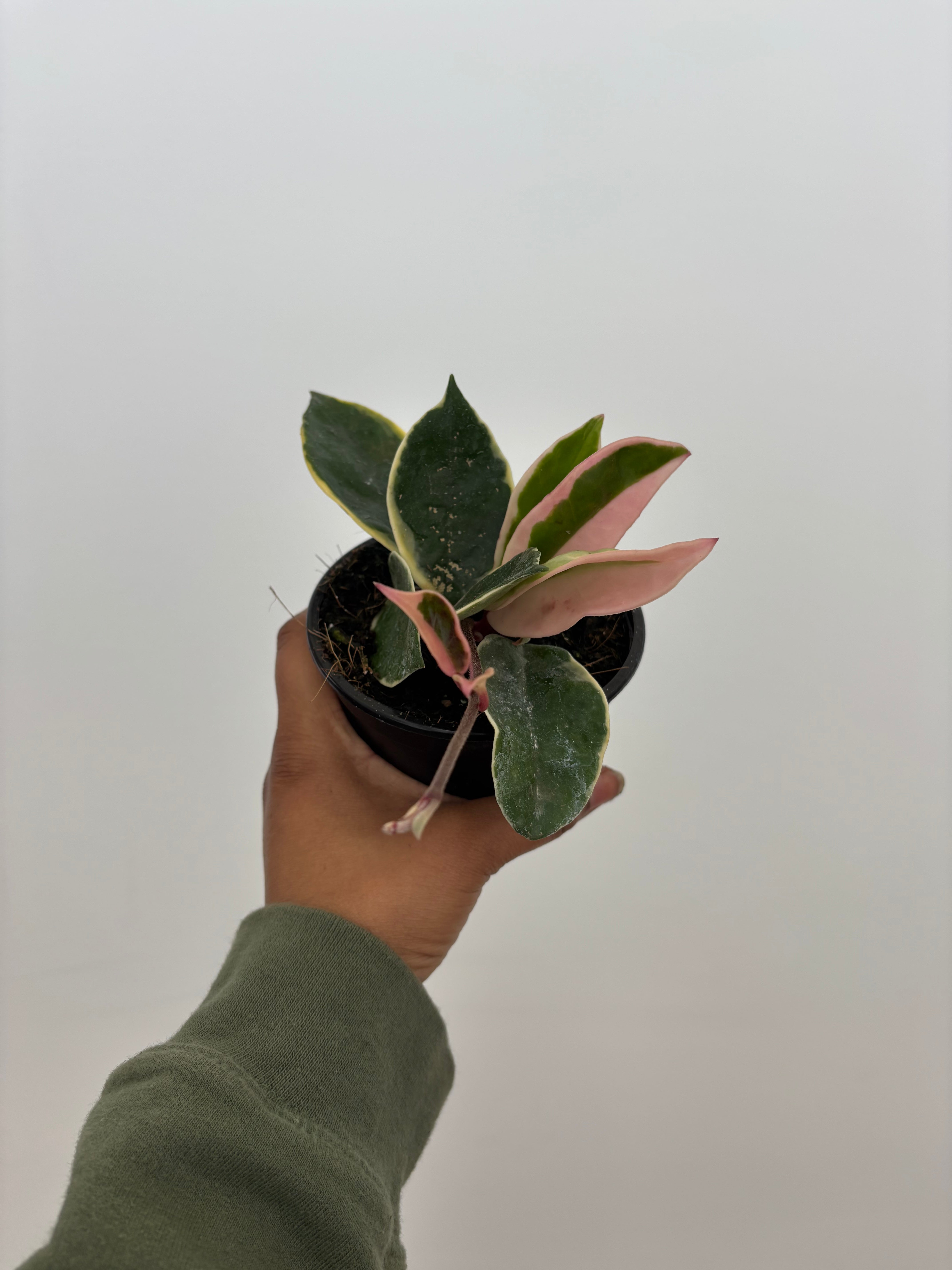 Hoya Carnosa Krimson Princess