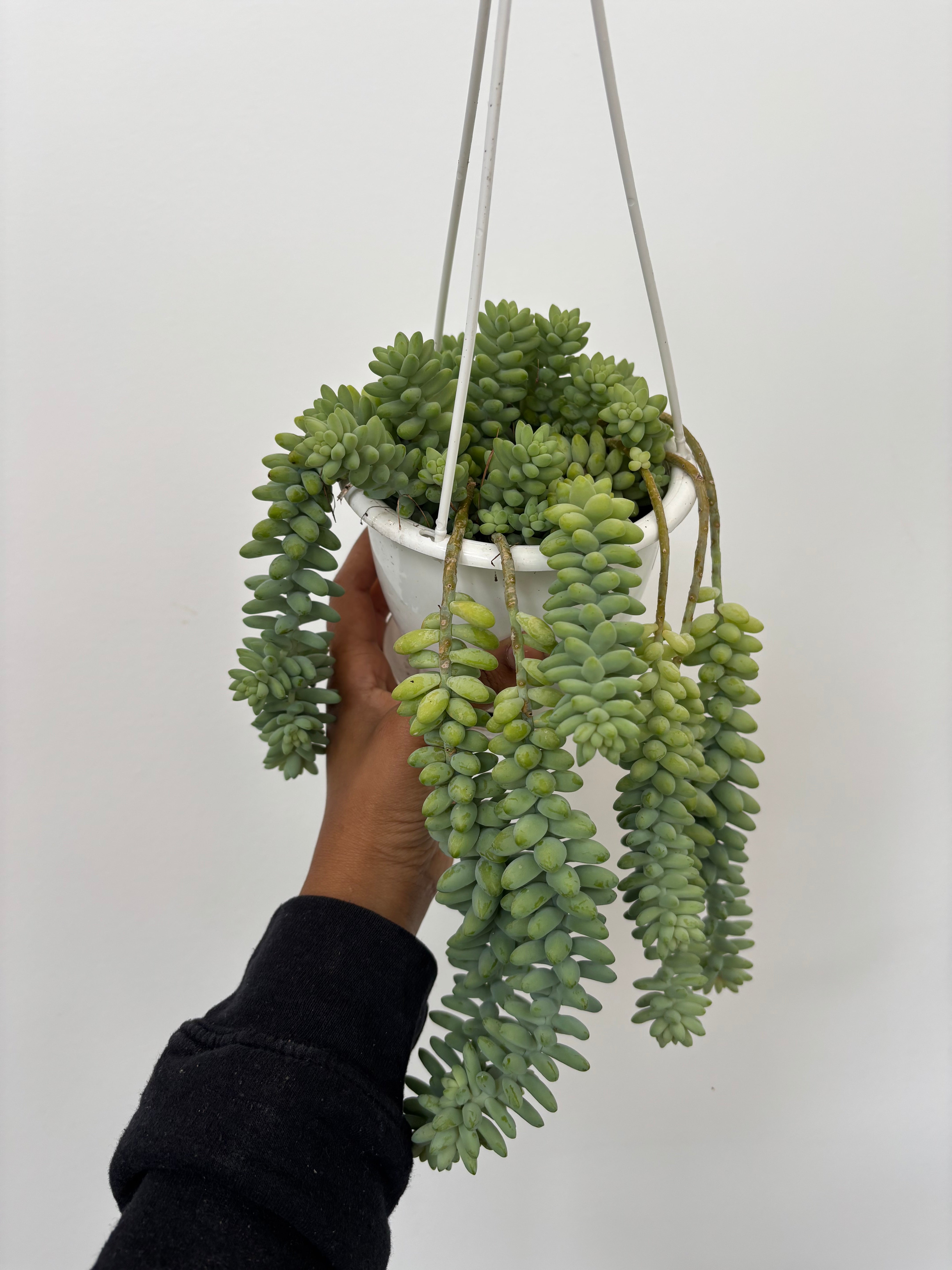 Sedum Morganianum, Burros Tail