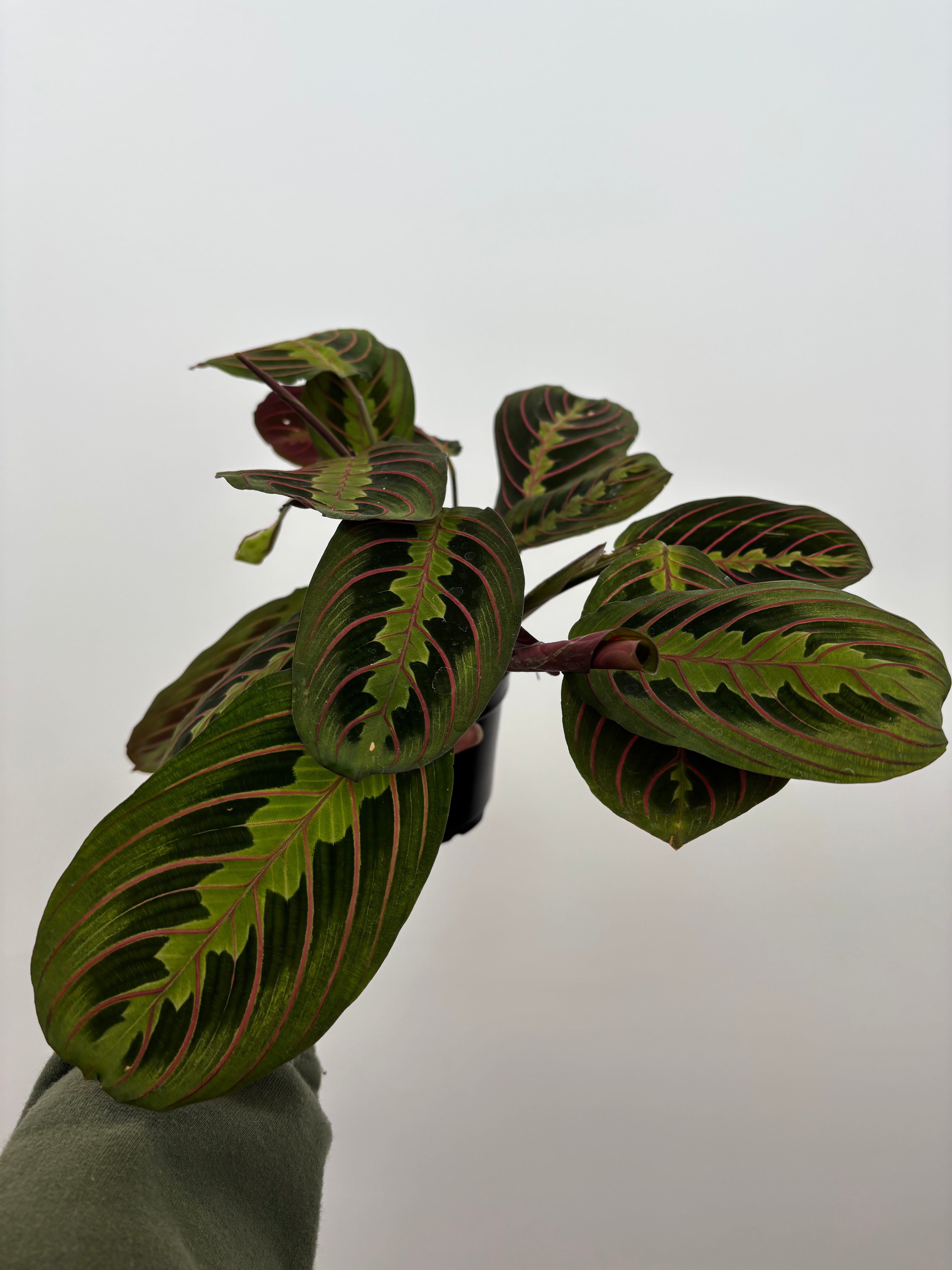Maranta Leuconeura