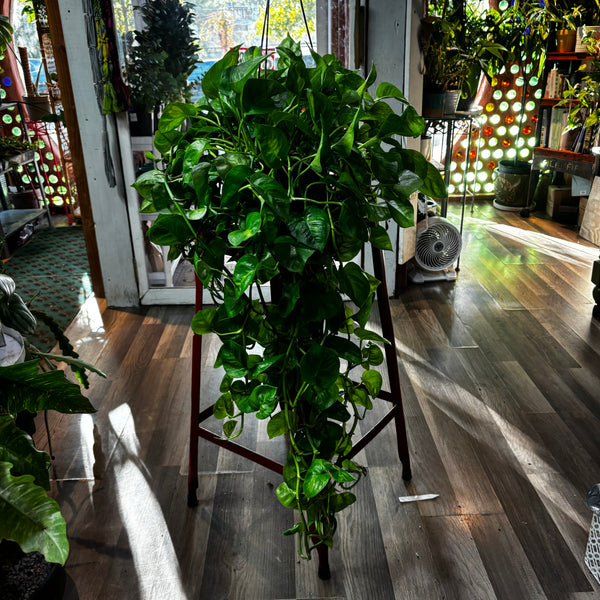 Global Green Pothos