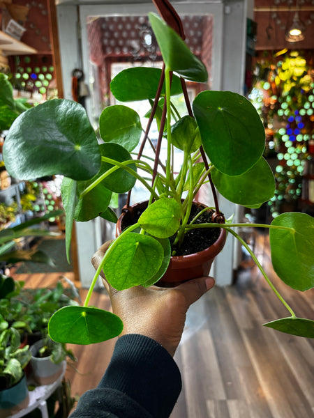 Chinese Money Plant