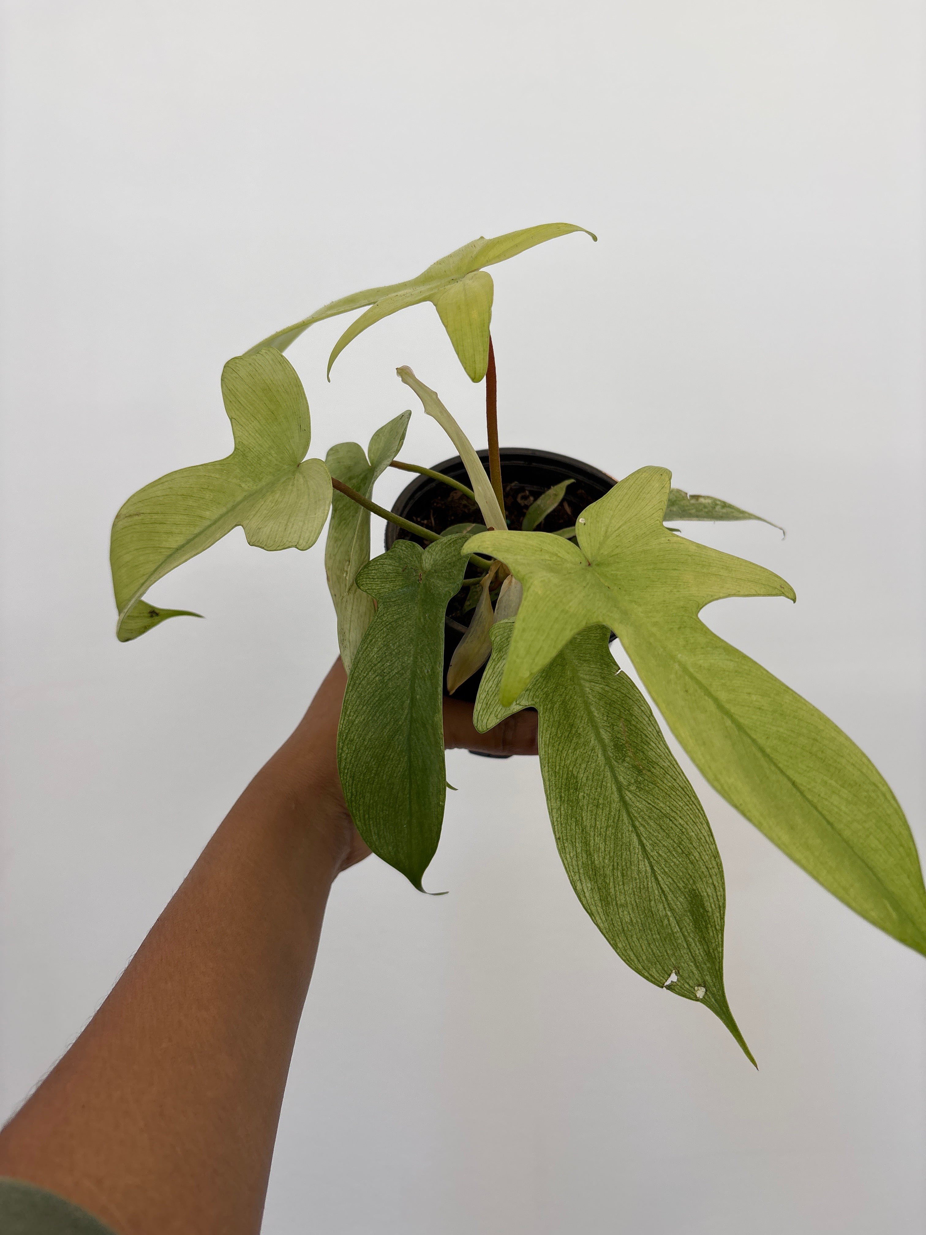 Philodendron Florida Ghost