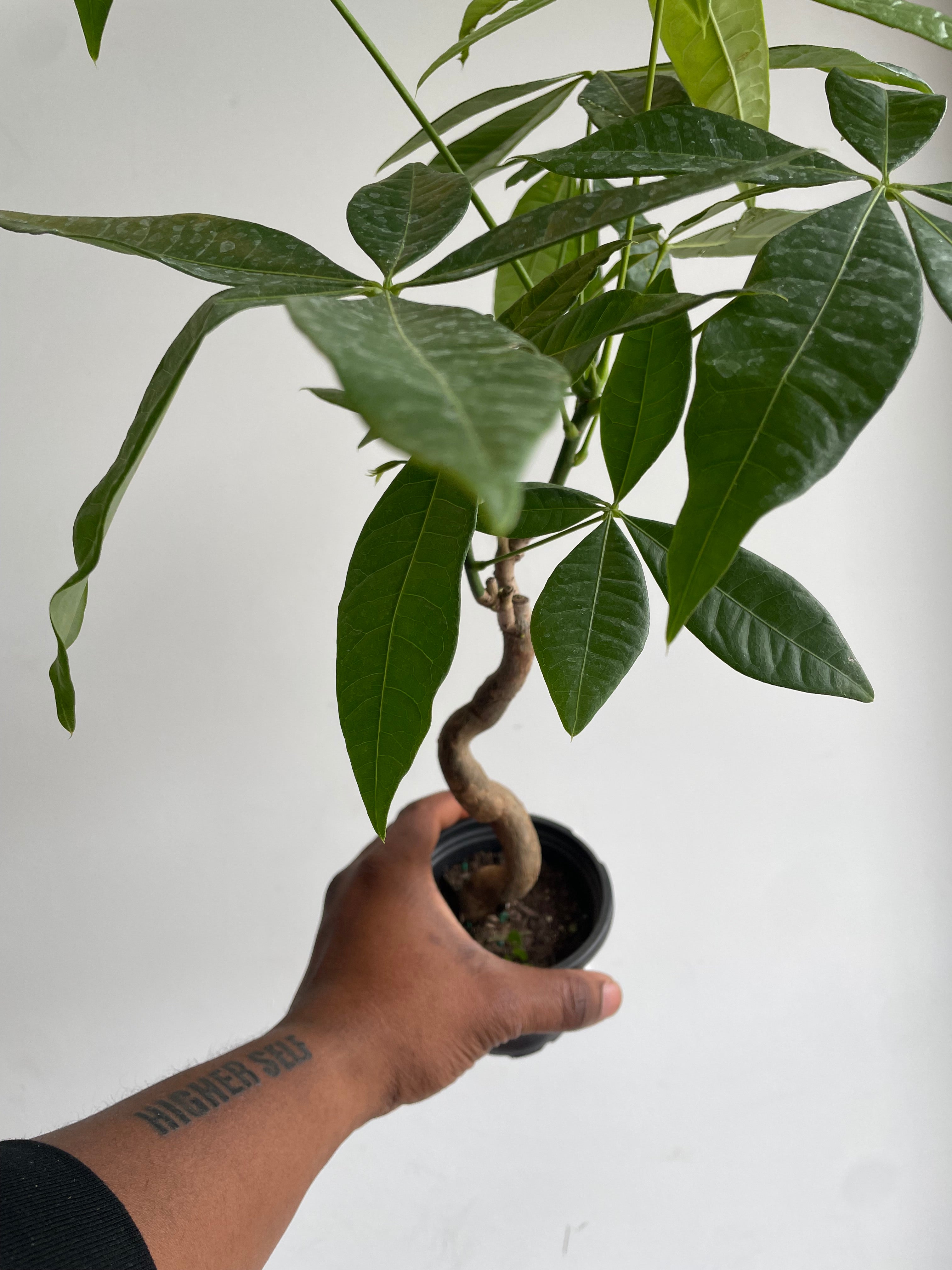 Money Tree Serpent