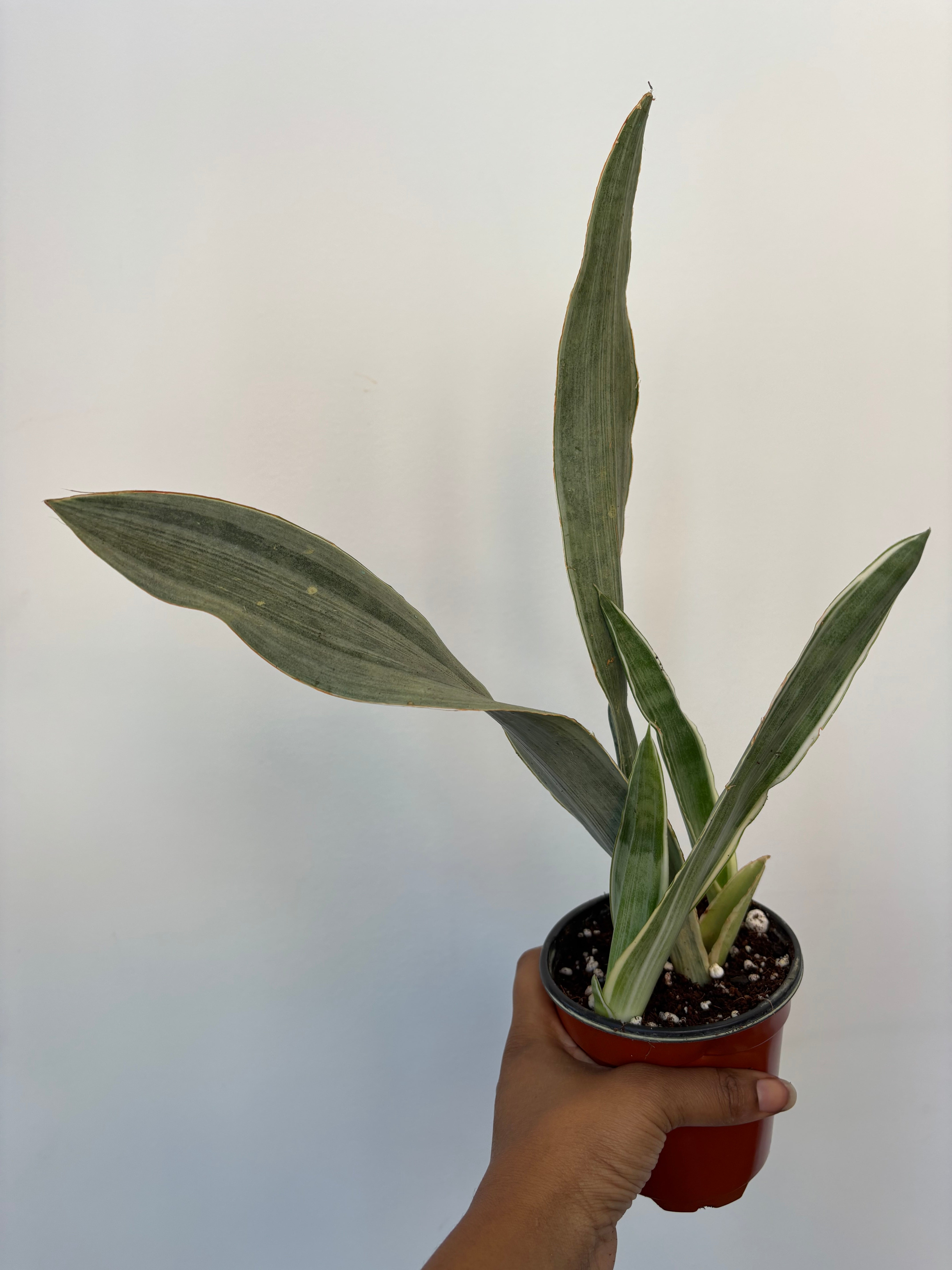 Sansevieria Sayuri