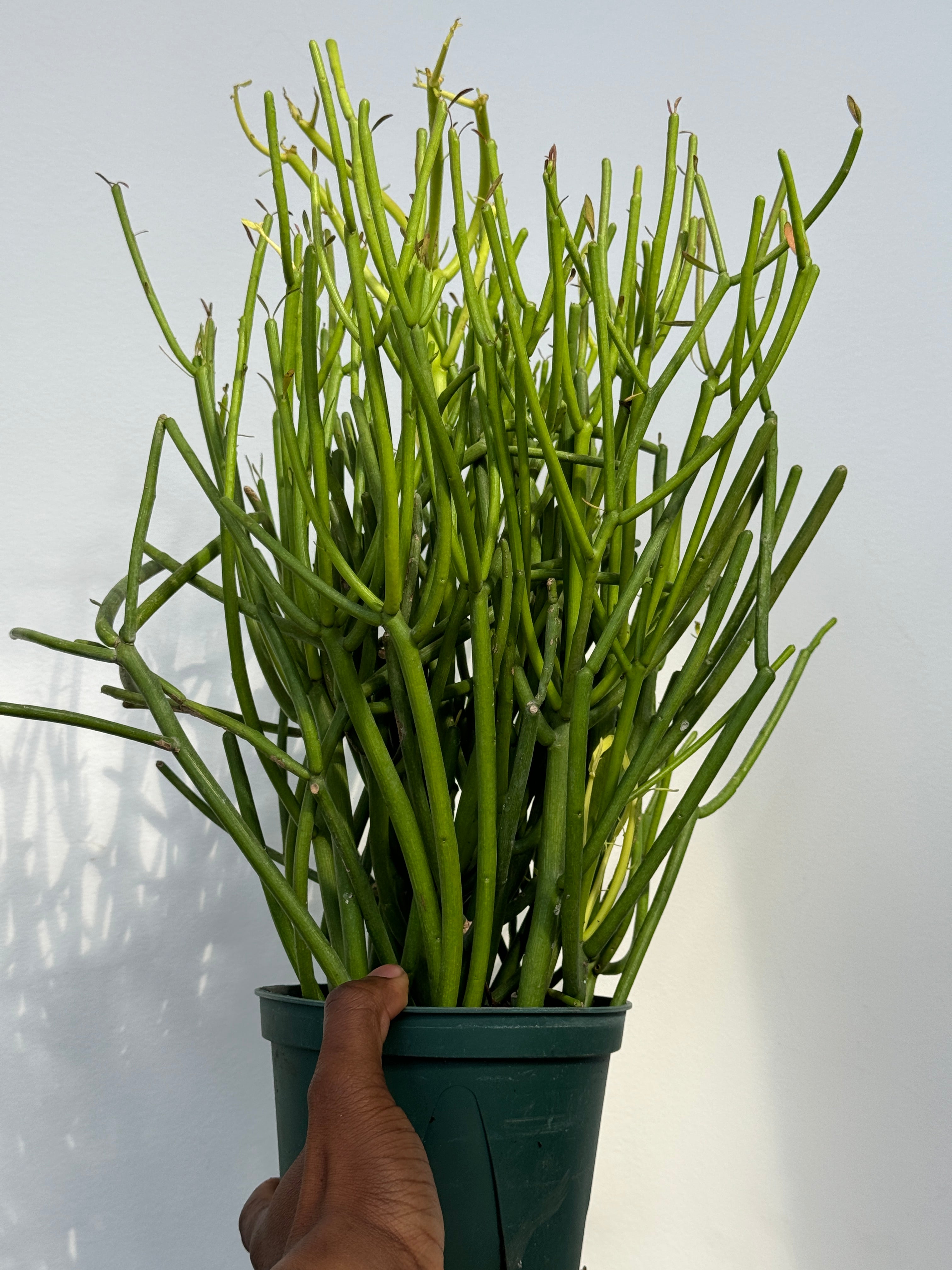 Euphorbia Tirucalli, Pencil Cactus